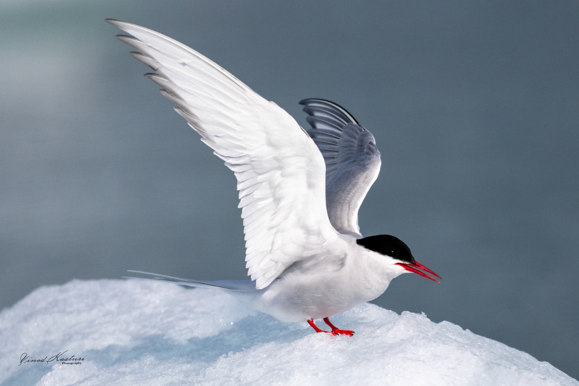 Arctic Tern (Sterna paradisaea)