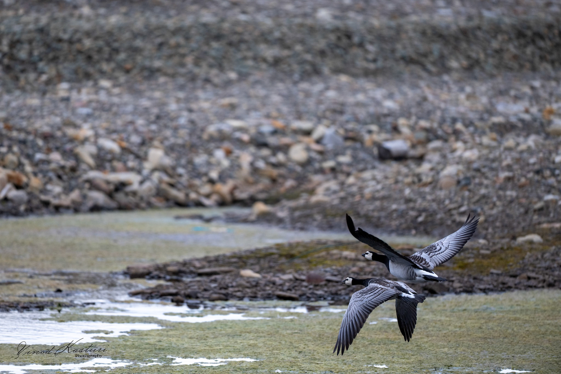 Barnacle Goose (Branta leucopsis)