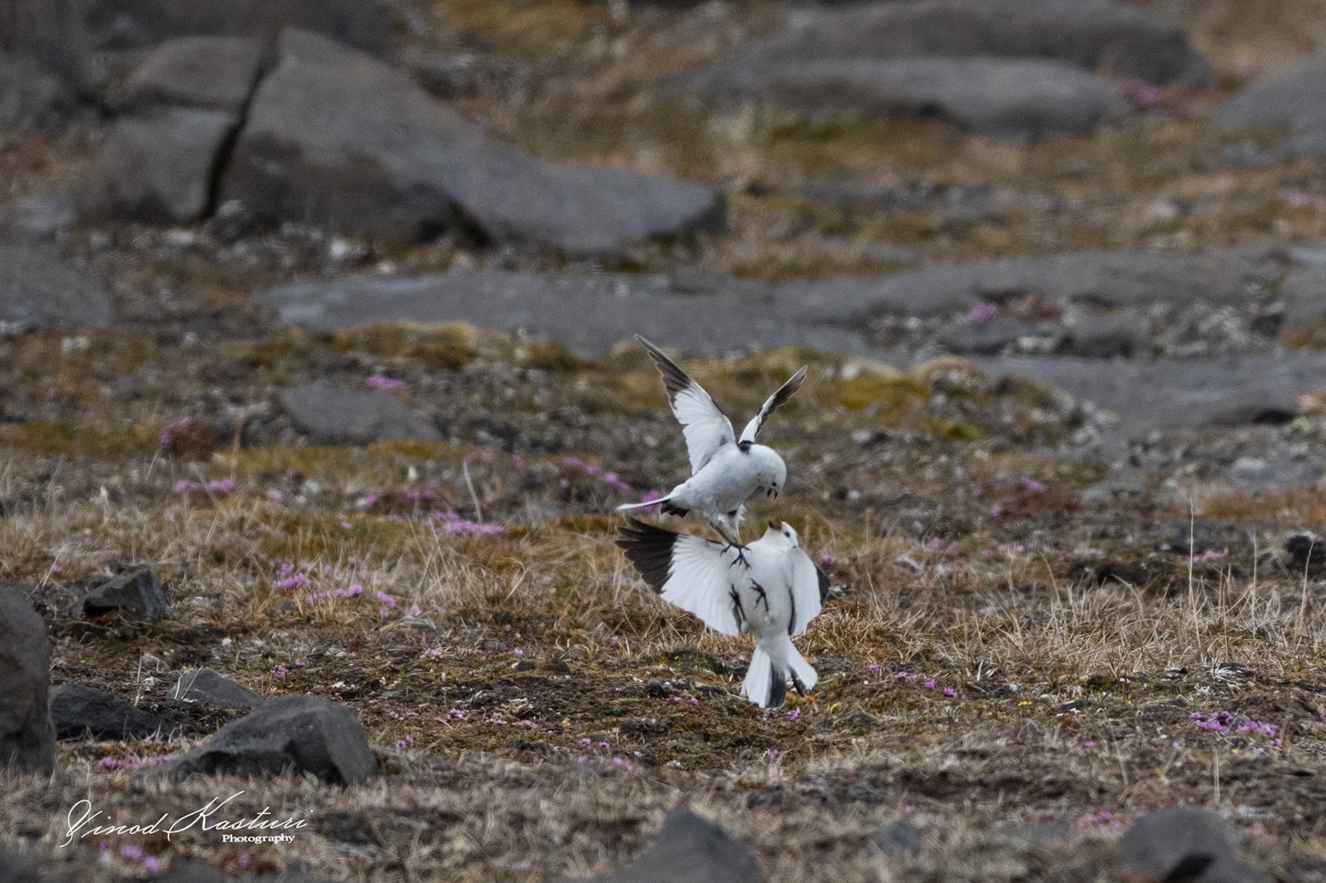 Snow Bunting (Plectrophenax nivalis)