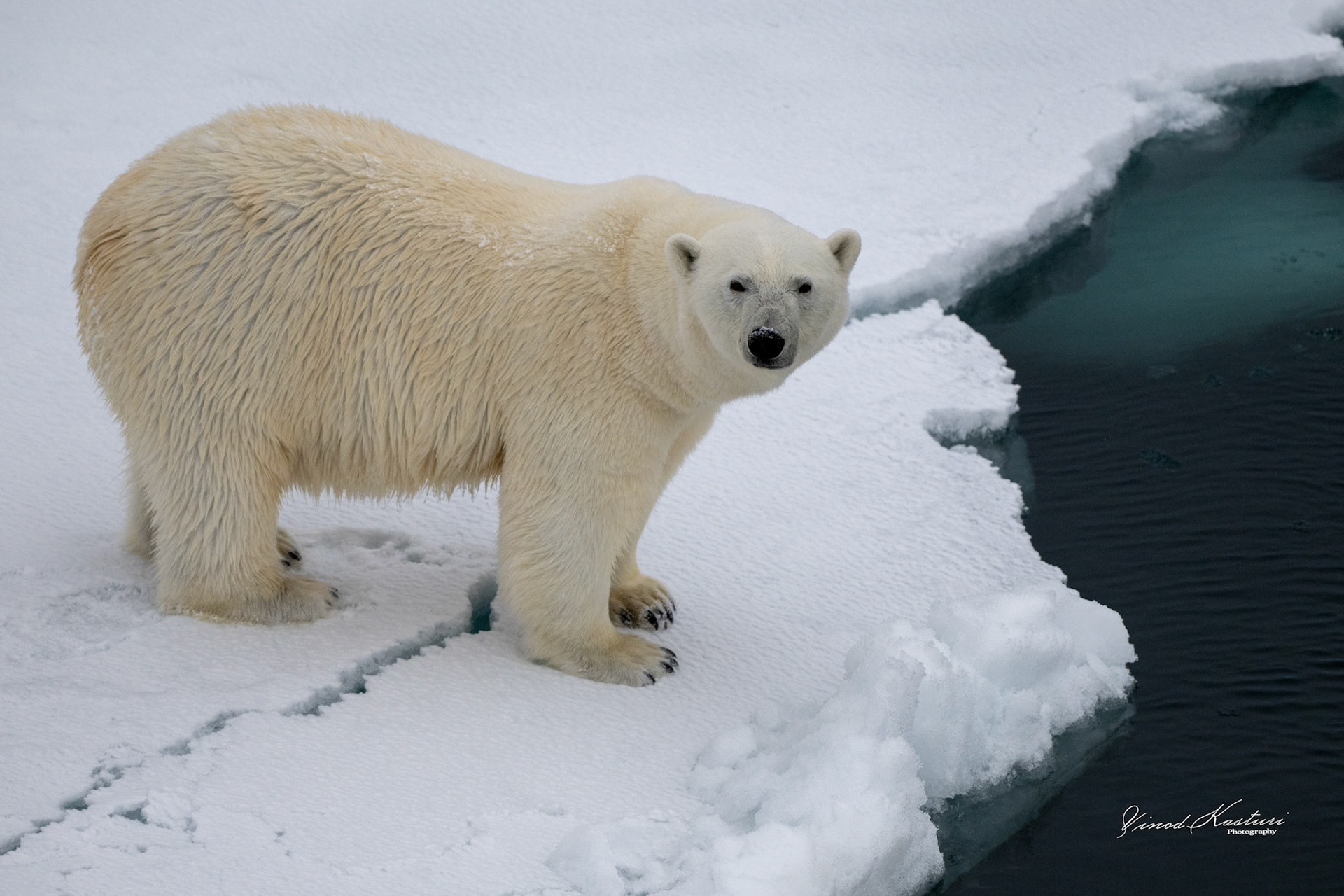 Polar Bear (Ursus maritimus)