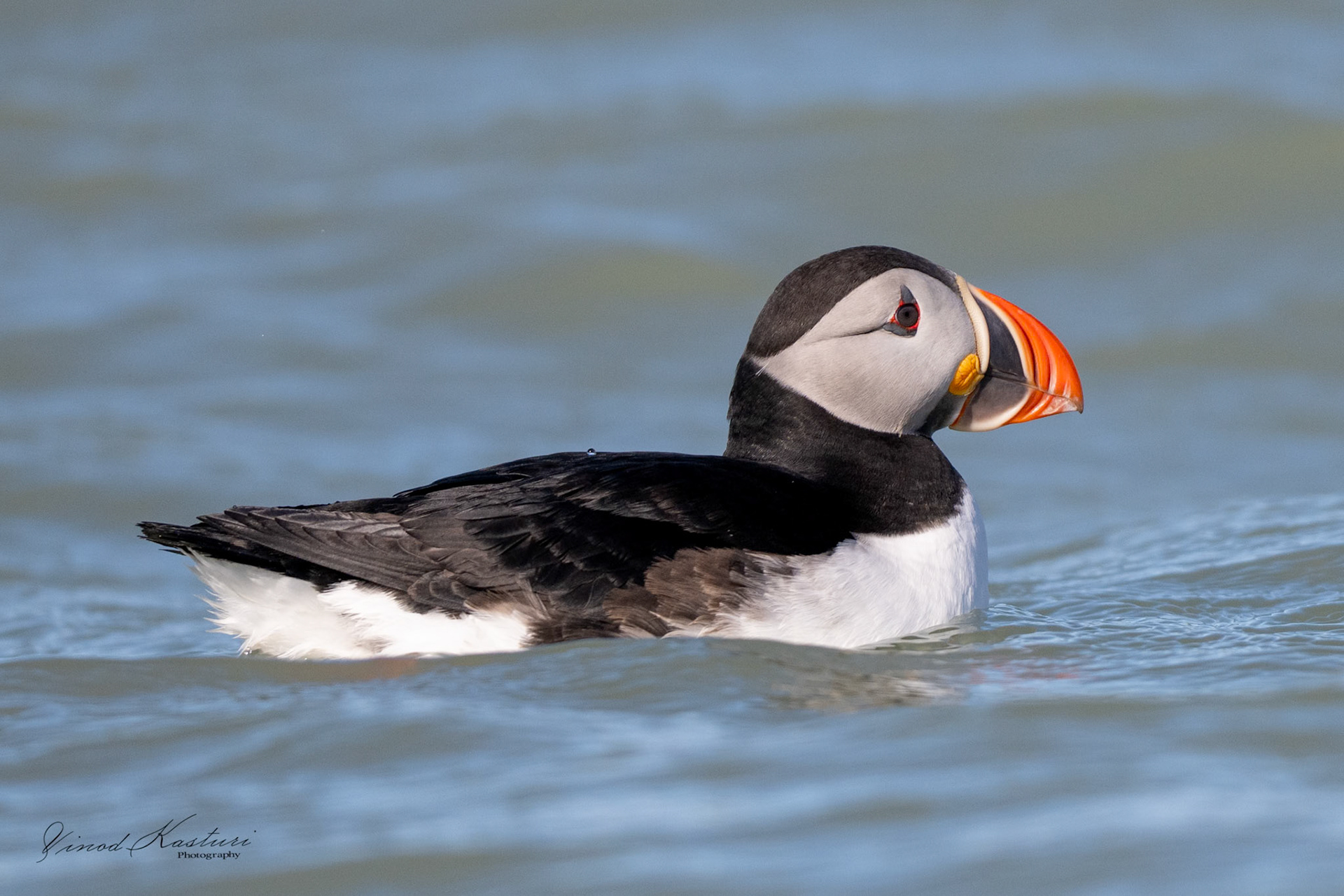 Atlantic Puffin (Fratercula arctica)