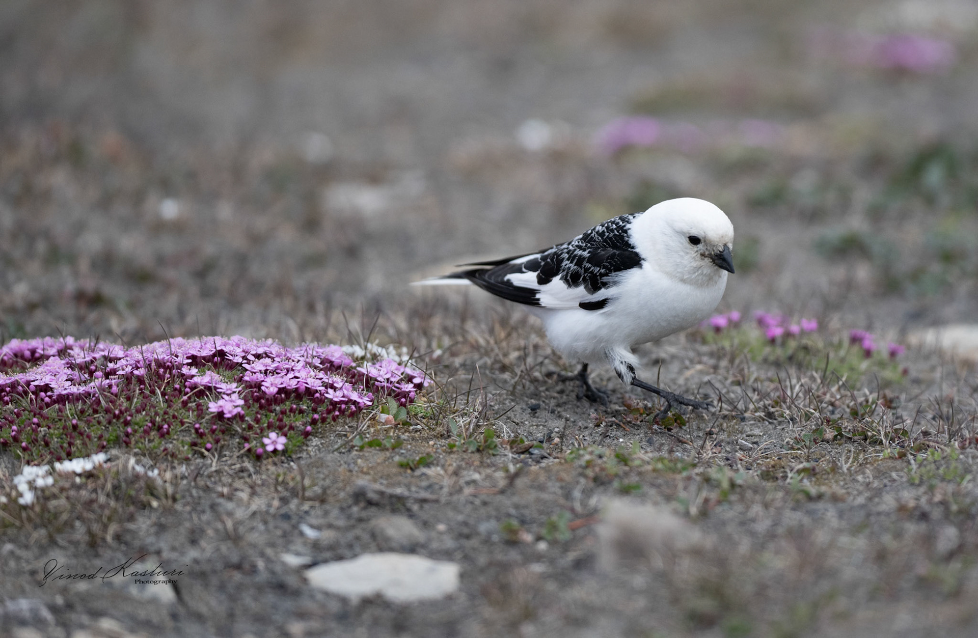 Snow Bunting (Plectrophenax nivalis)