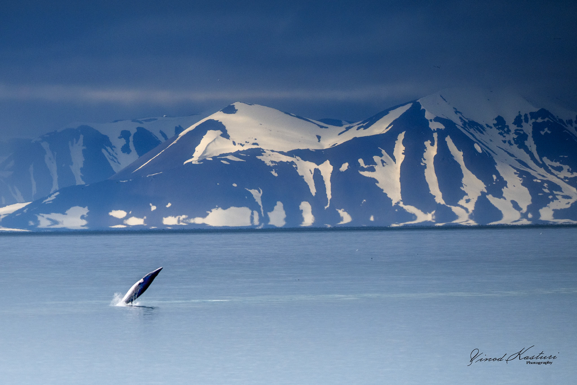 Minke Whale