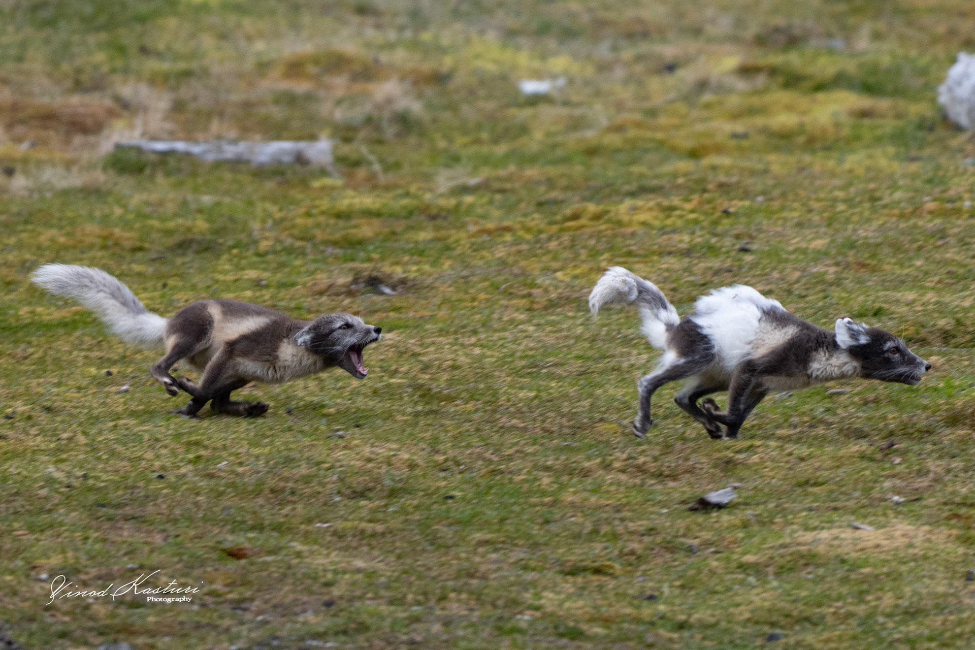 Arctic Fox (Vulpes lagopus)