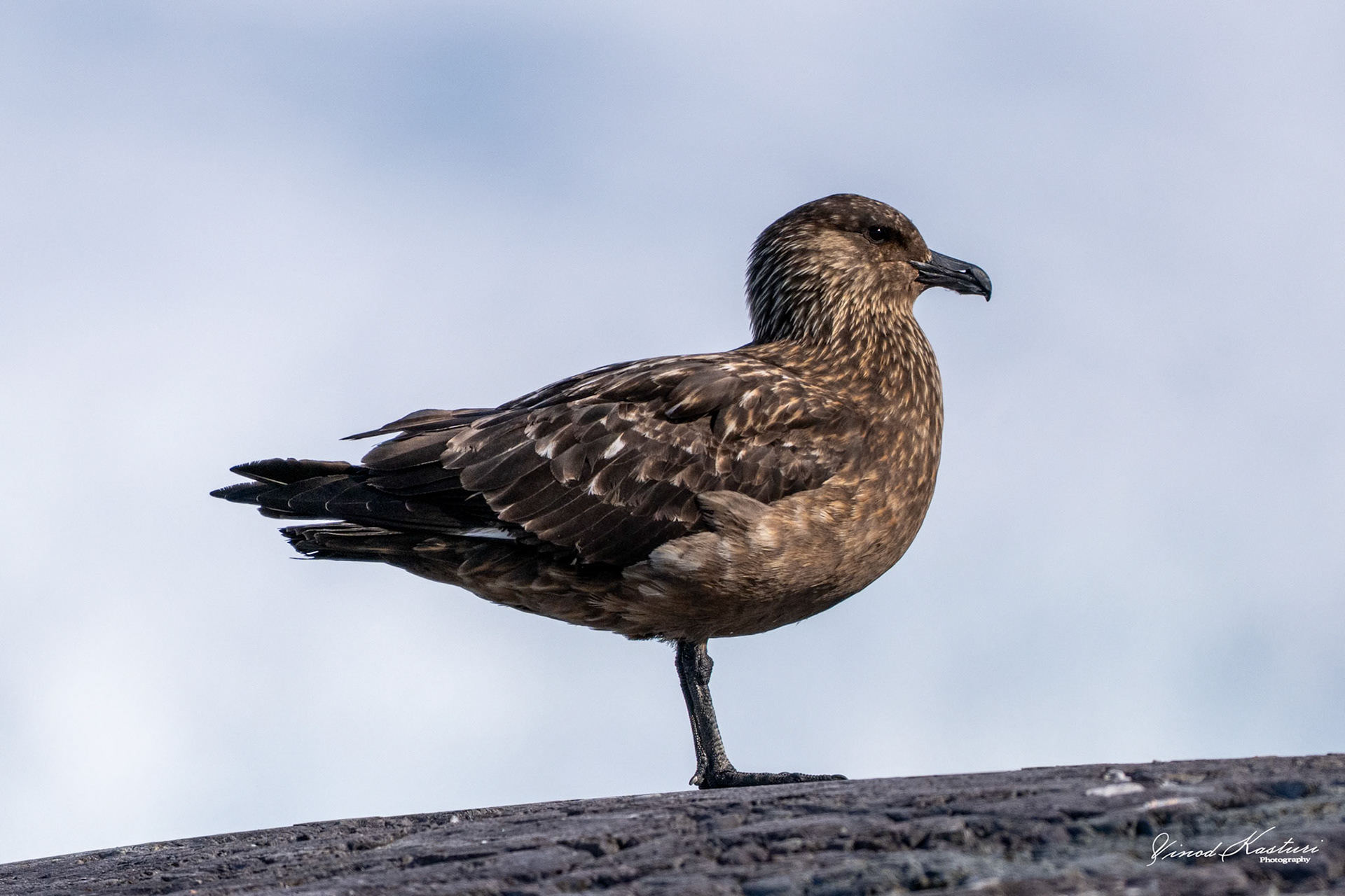 Great Skua (Stercorarius skua)
