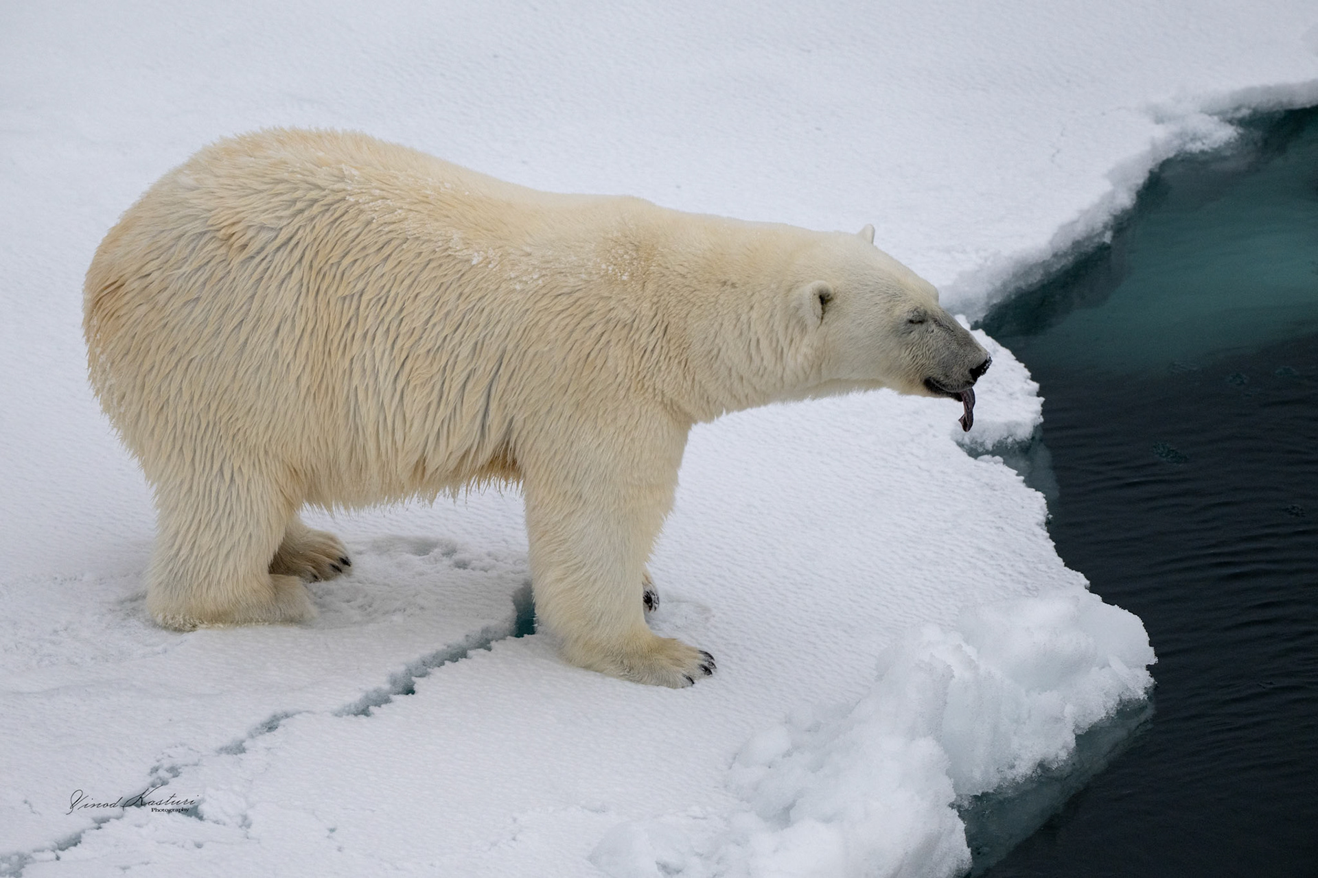 Polar Bear (Ursus maritimus)