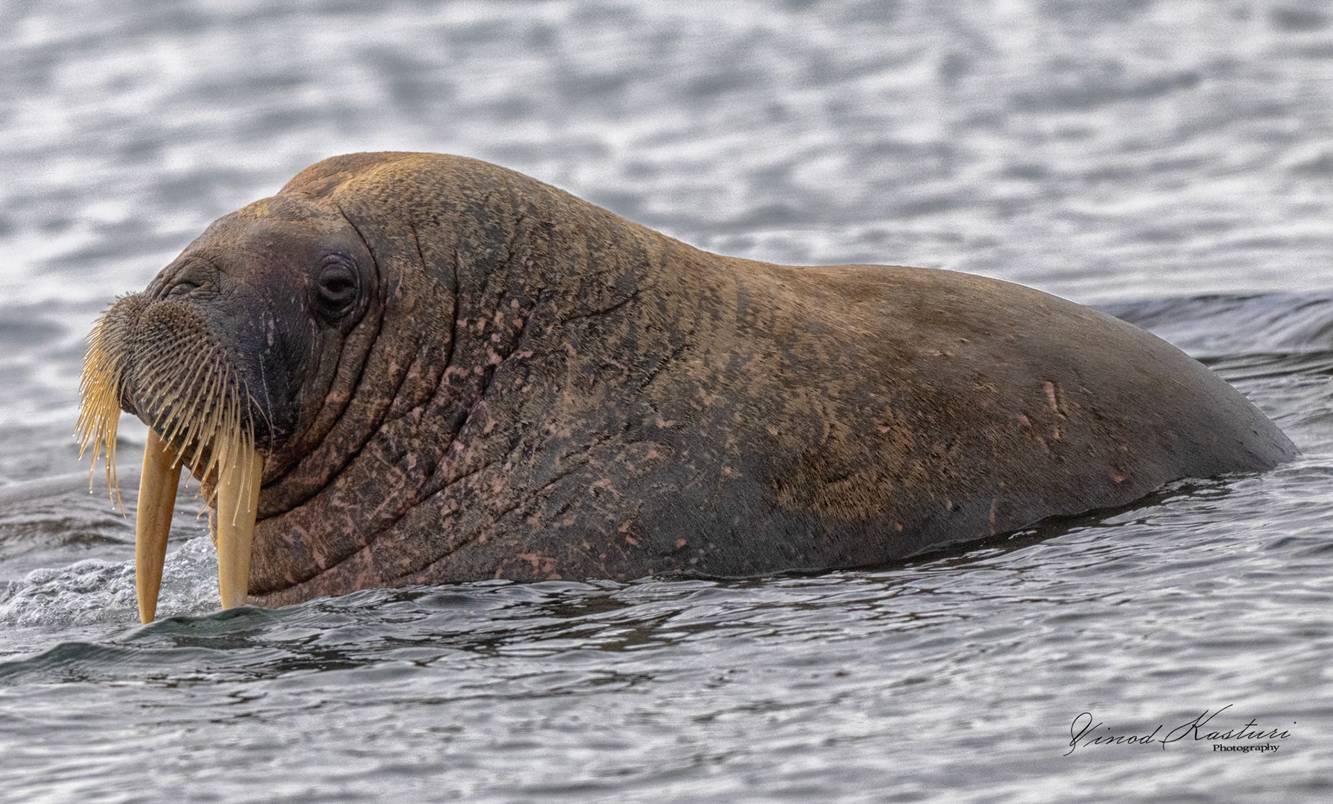 Atlantic Walrus (Odobenus rosmarus rosmarus)