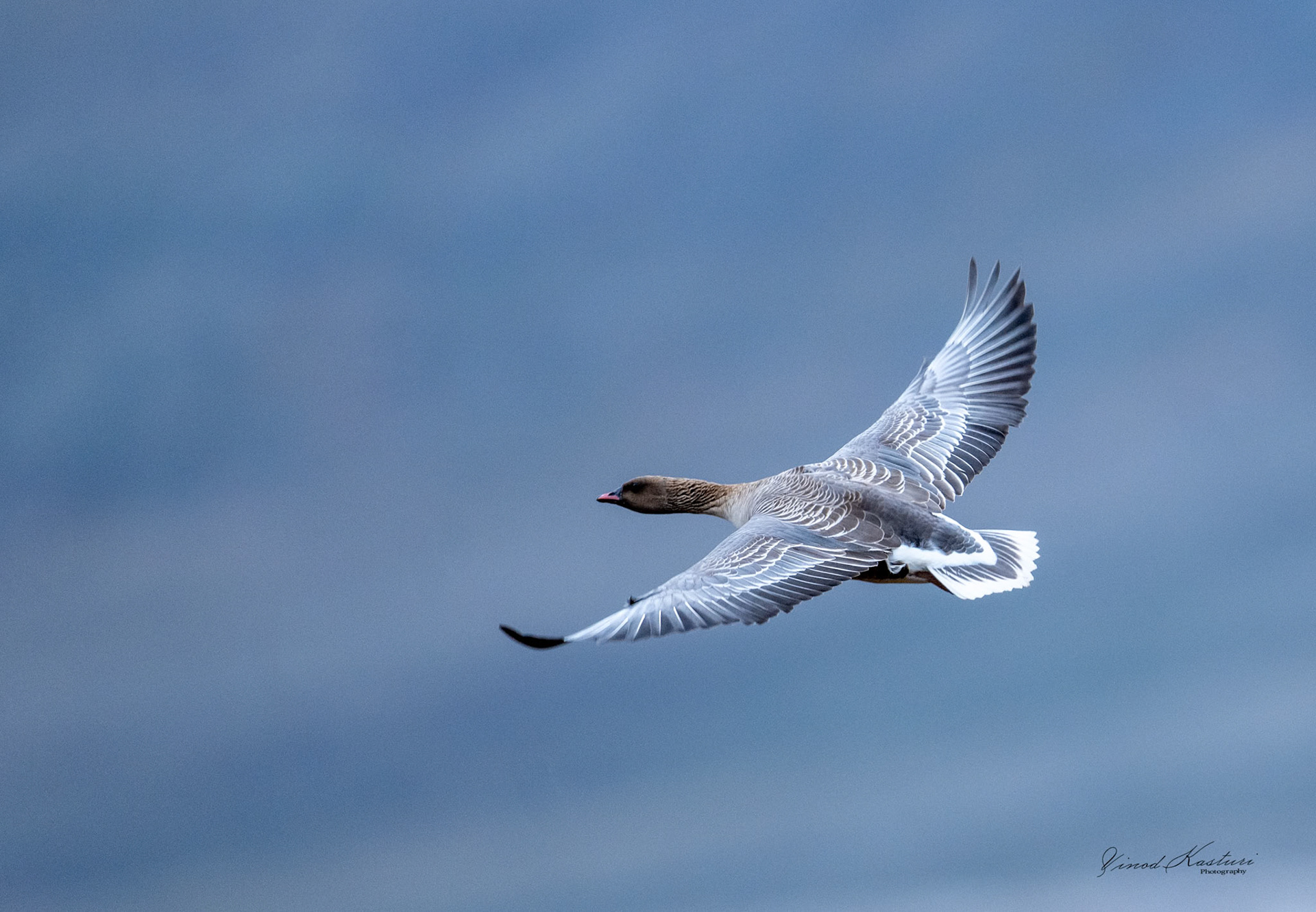 Pink-footed Goose (Anser brachyrhynchus)