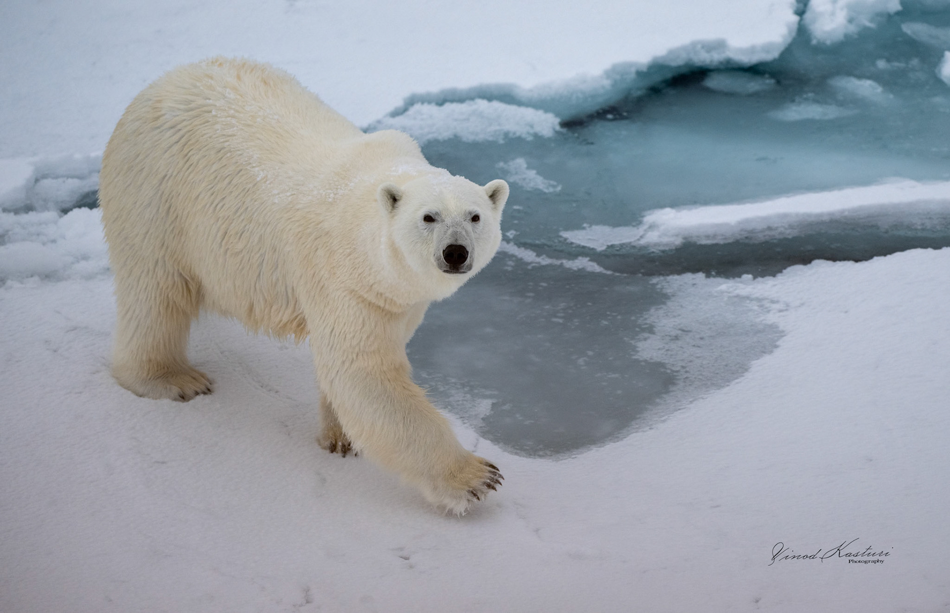 Polar Bear (Ursus maritimus)