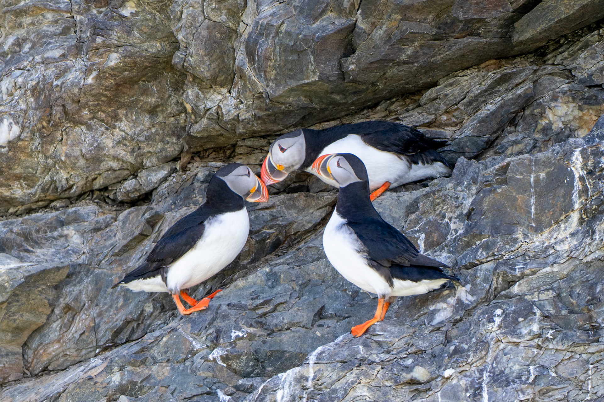 Atlantic Puffin (Fratercula arctica)