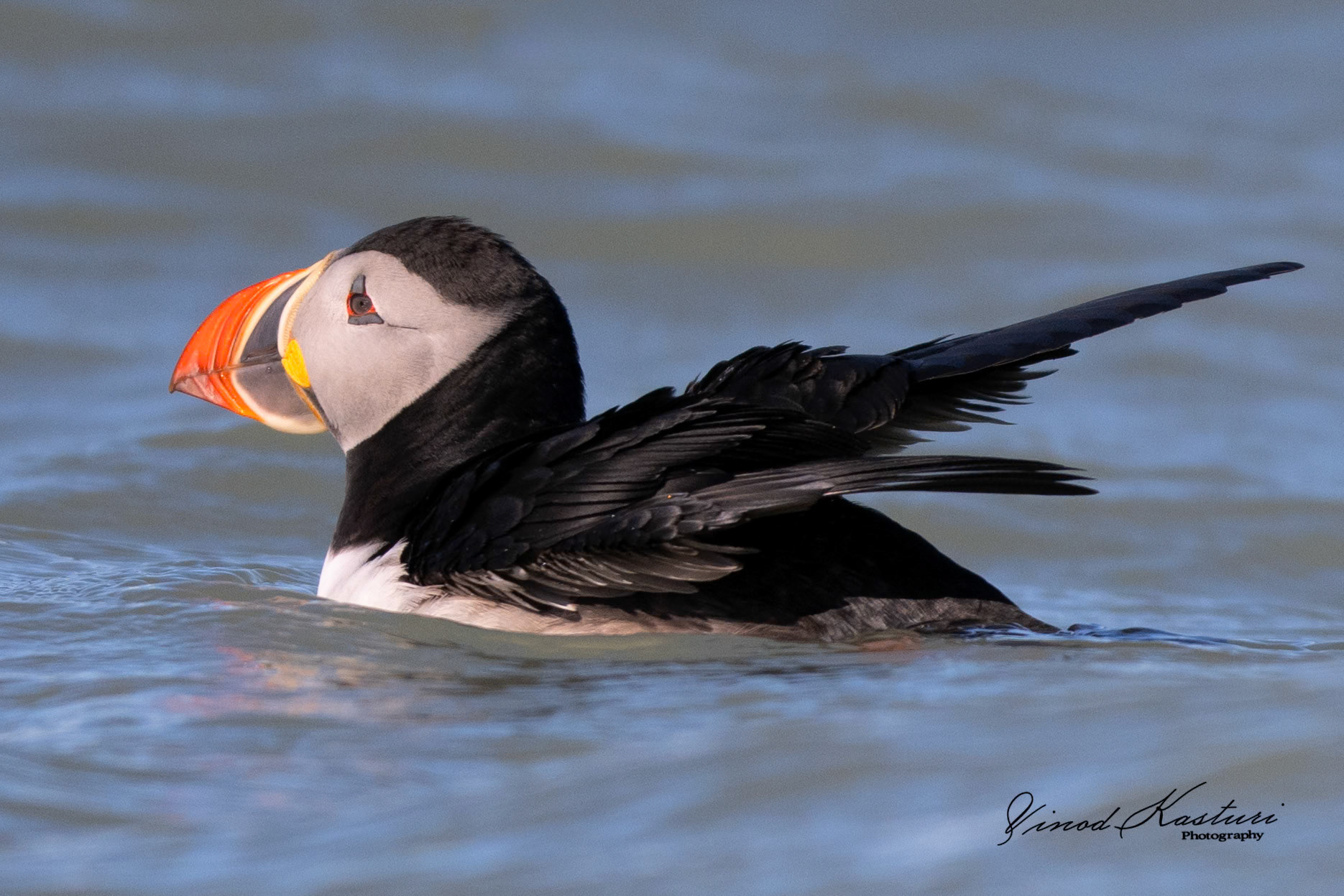 Atlantic Puffin (Fratercula arctica)