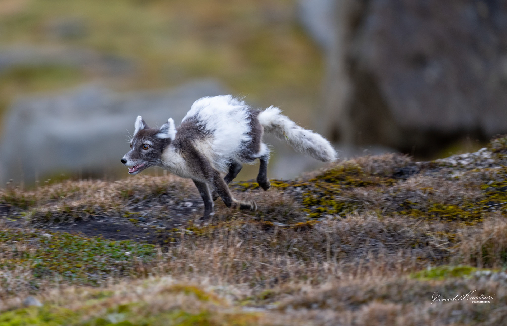 Arctic Fox (Vulpes lagopus)
