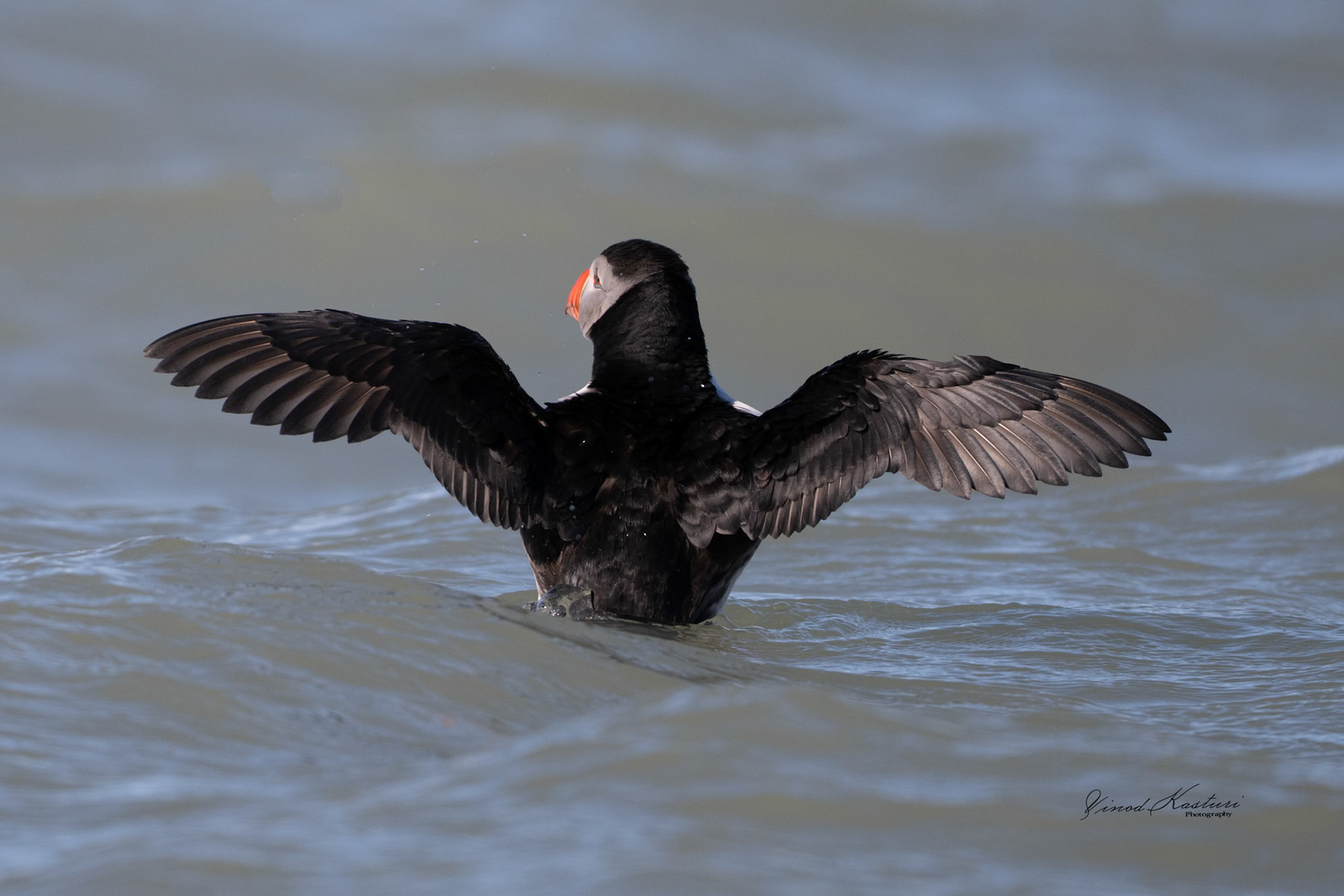 Atlantic Puffin (Fratercula arctica)