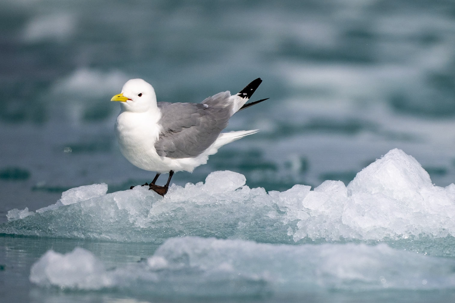 Black-legged Kittiwake