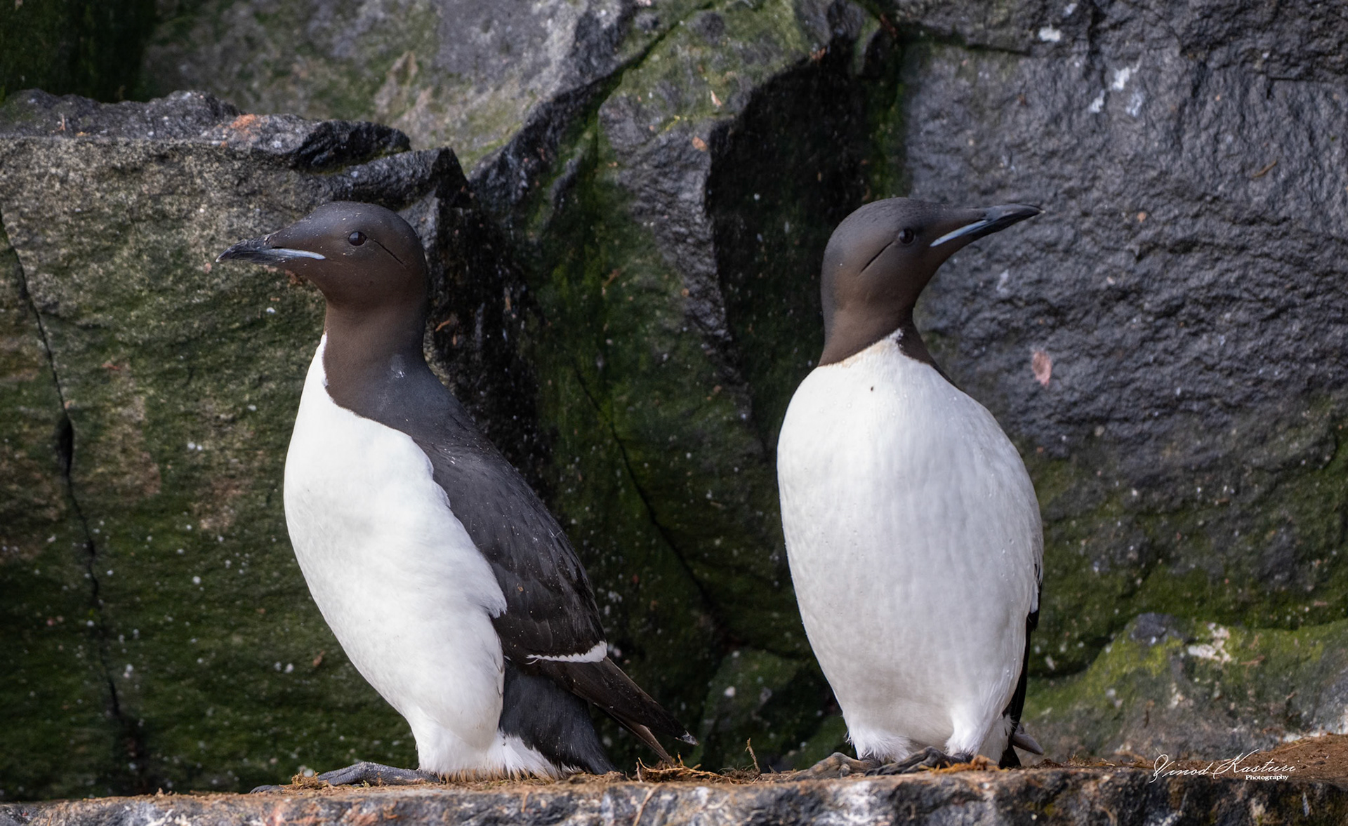 Common Murres (Uria aalge)