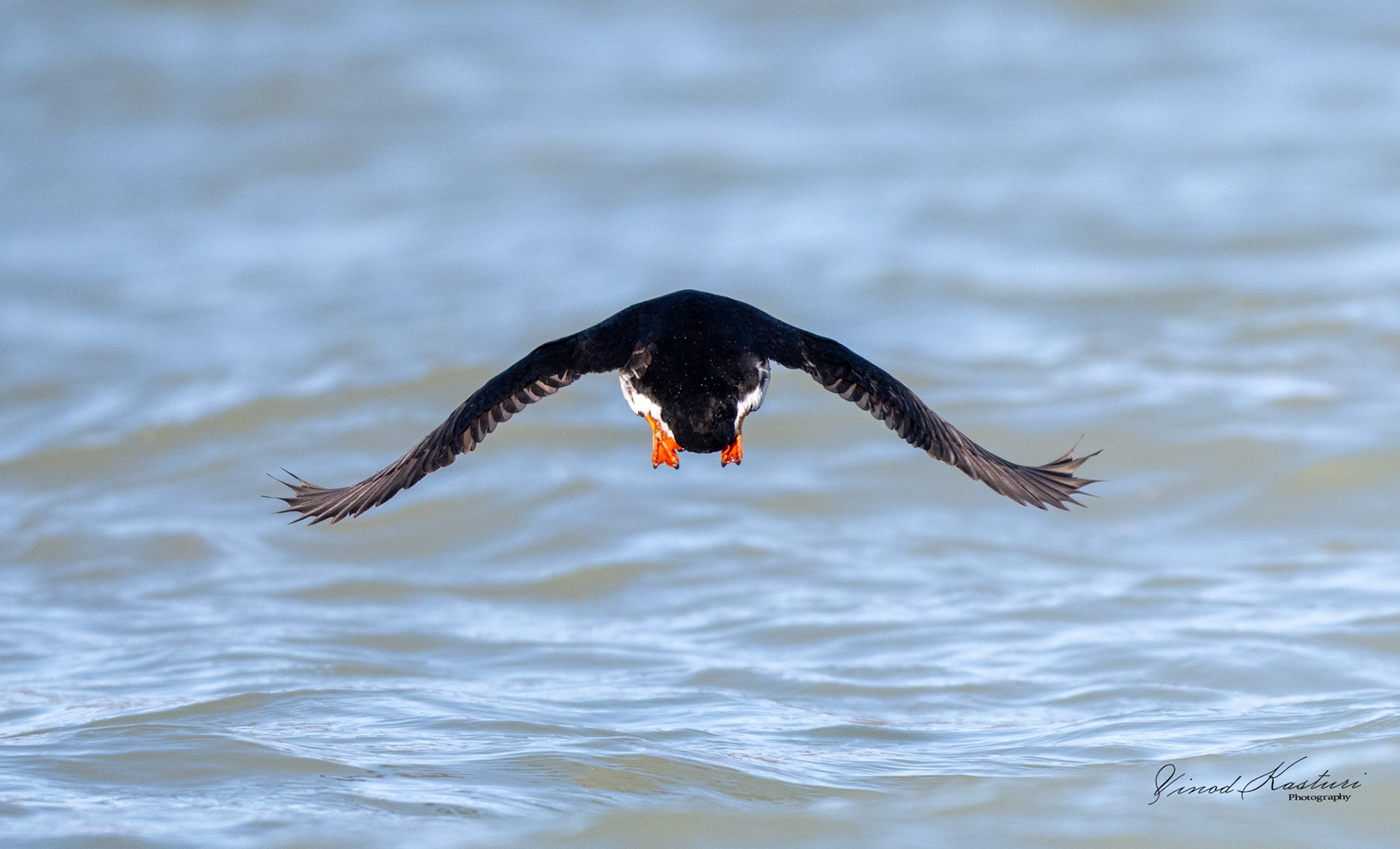 Black Guillemot (Cepphus grylle)