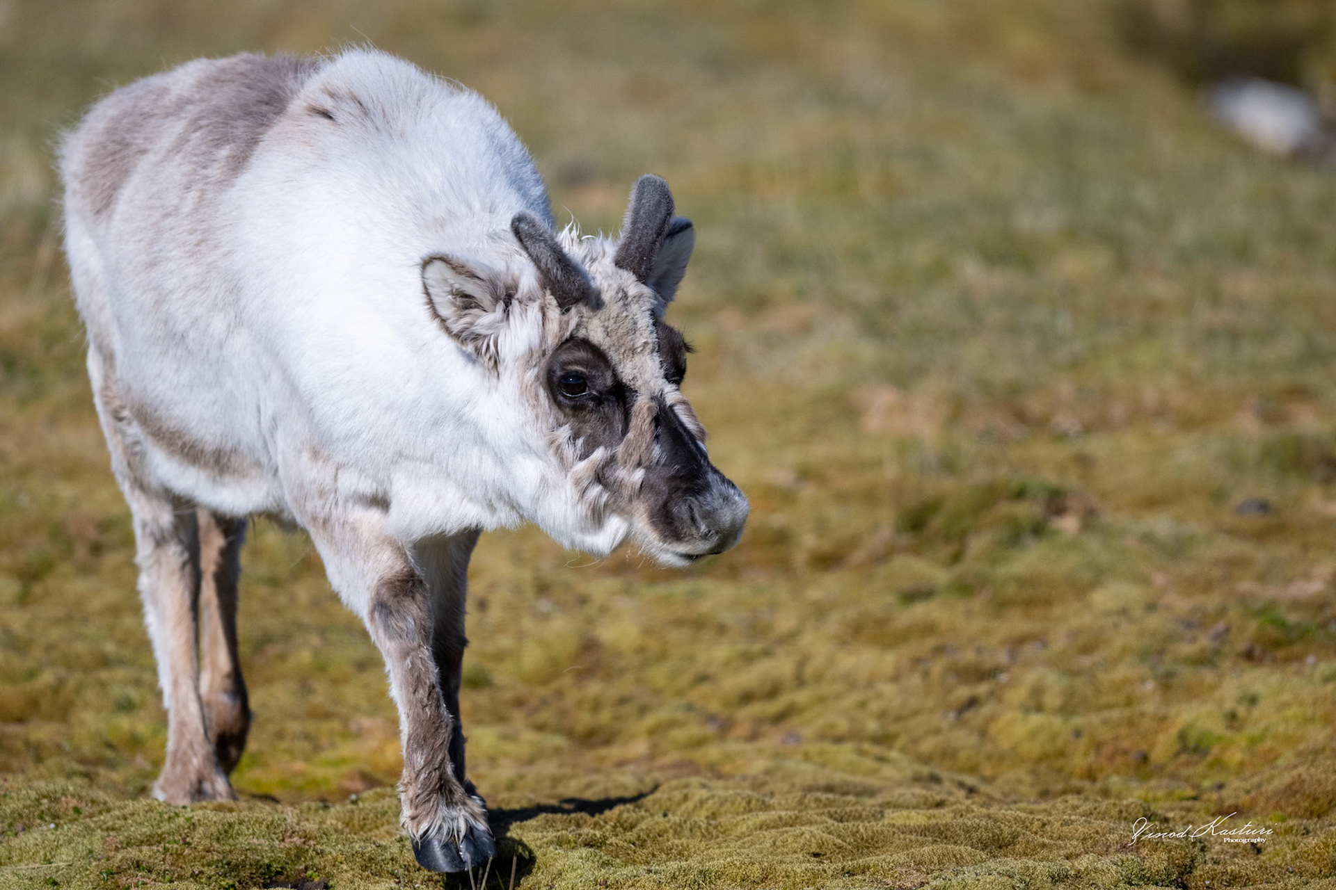 Arctic Reindeer (Rangifer tarandus platyrhynchus)