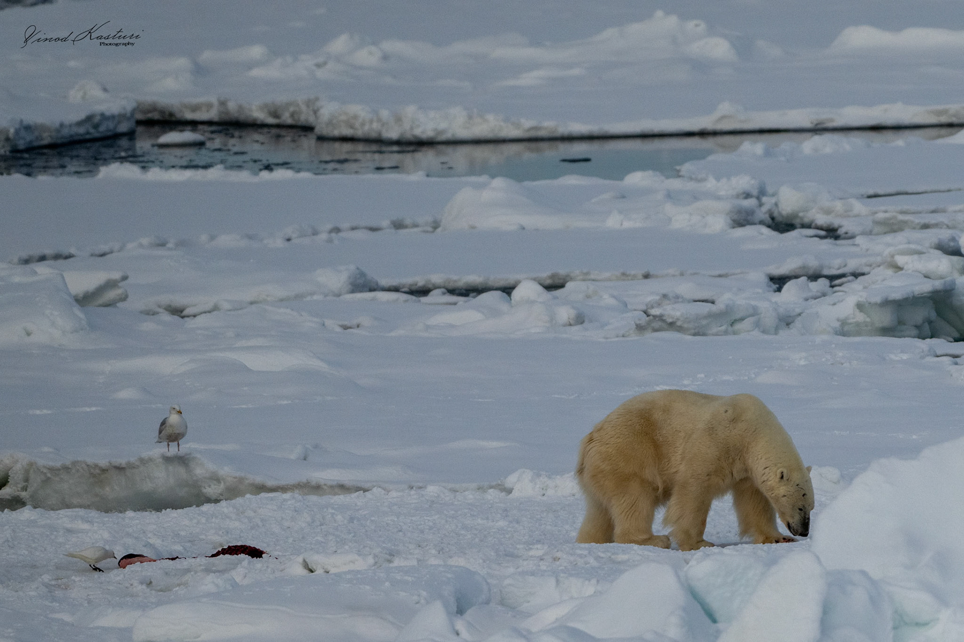 Polar Bear (Ursus maritimus)