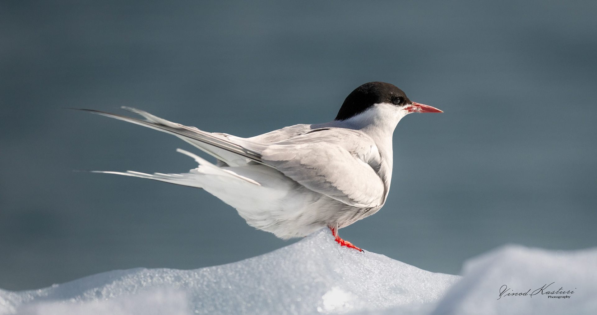 Arctic Tern (Sterna paradisaea)
