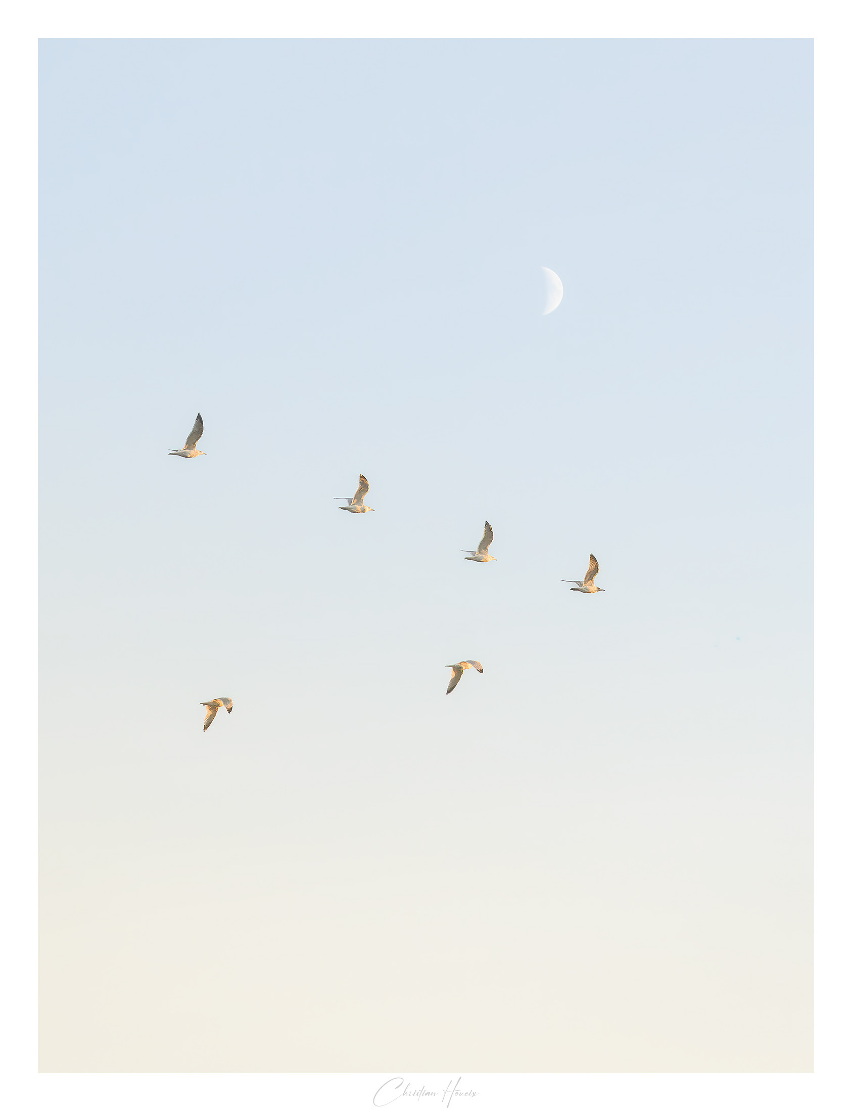 Migration sous la lune pale