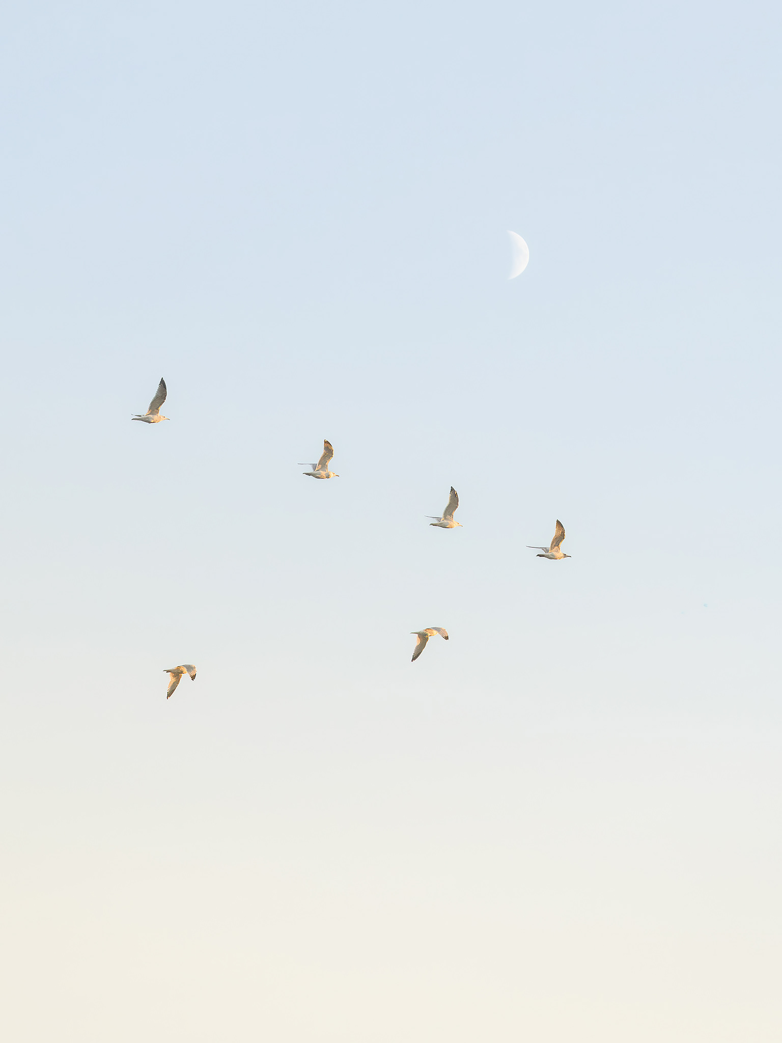 Migration sous la lune pale