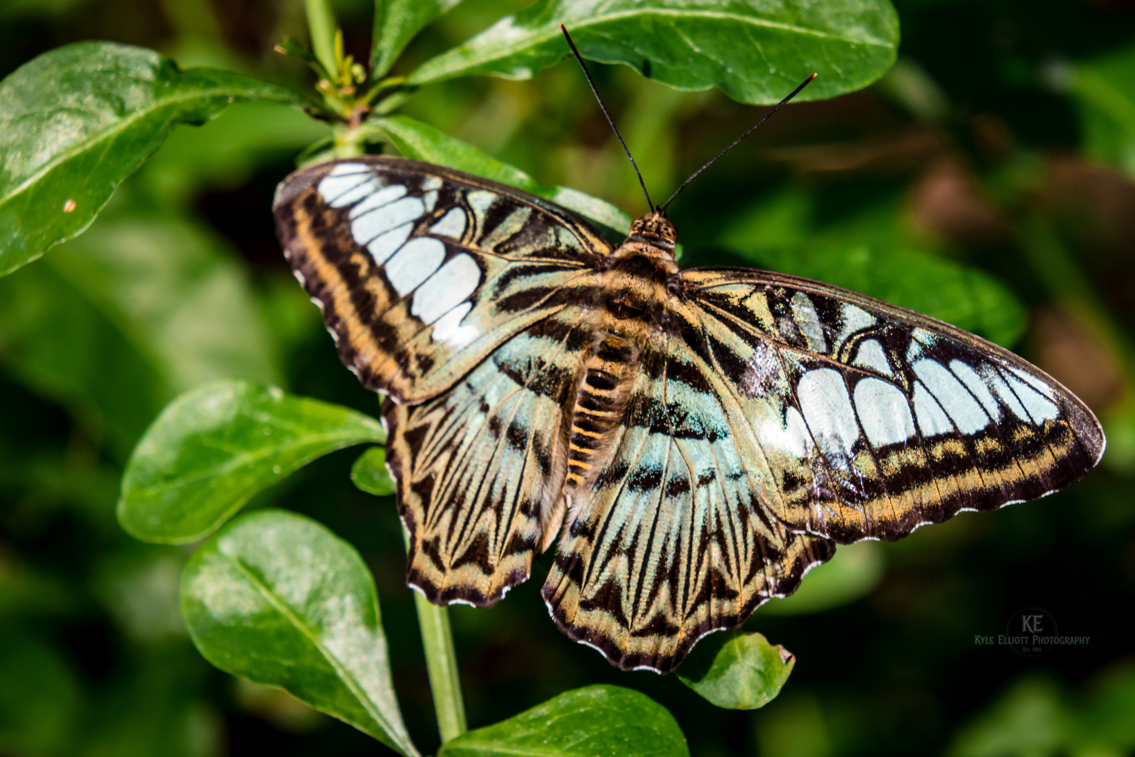 Blue Clipper