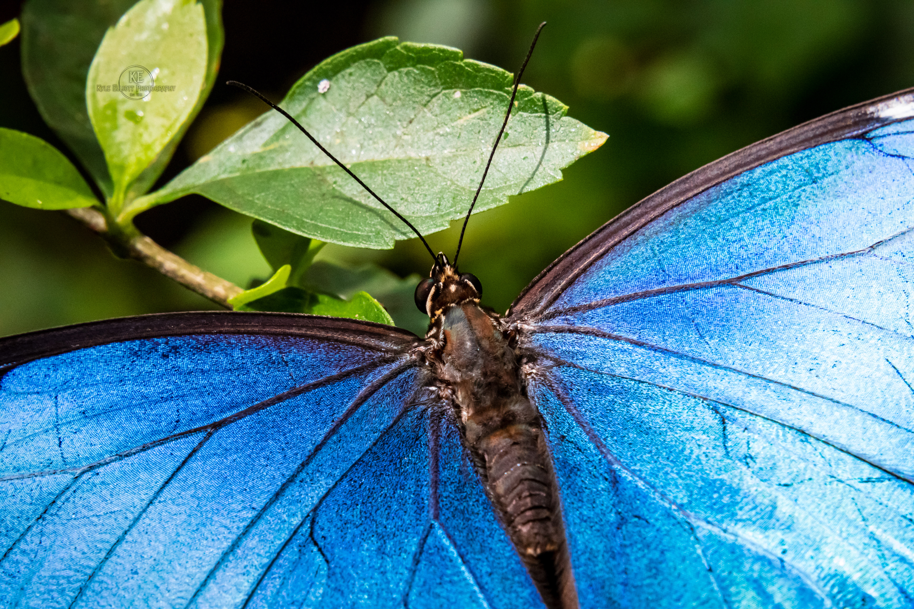Blue Morpho