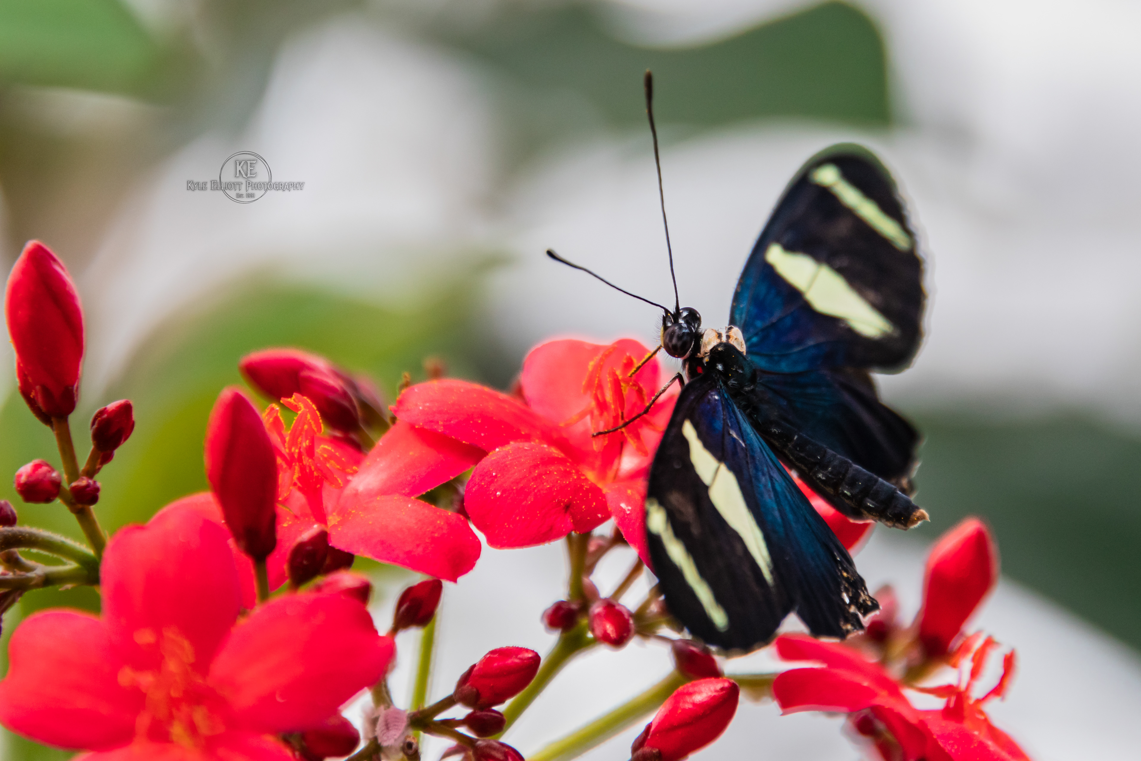 Zebra Longwing