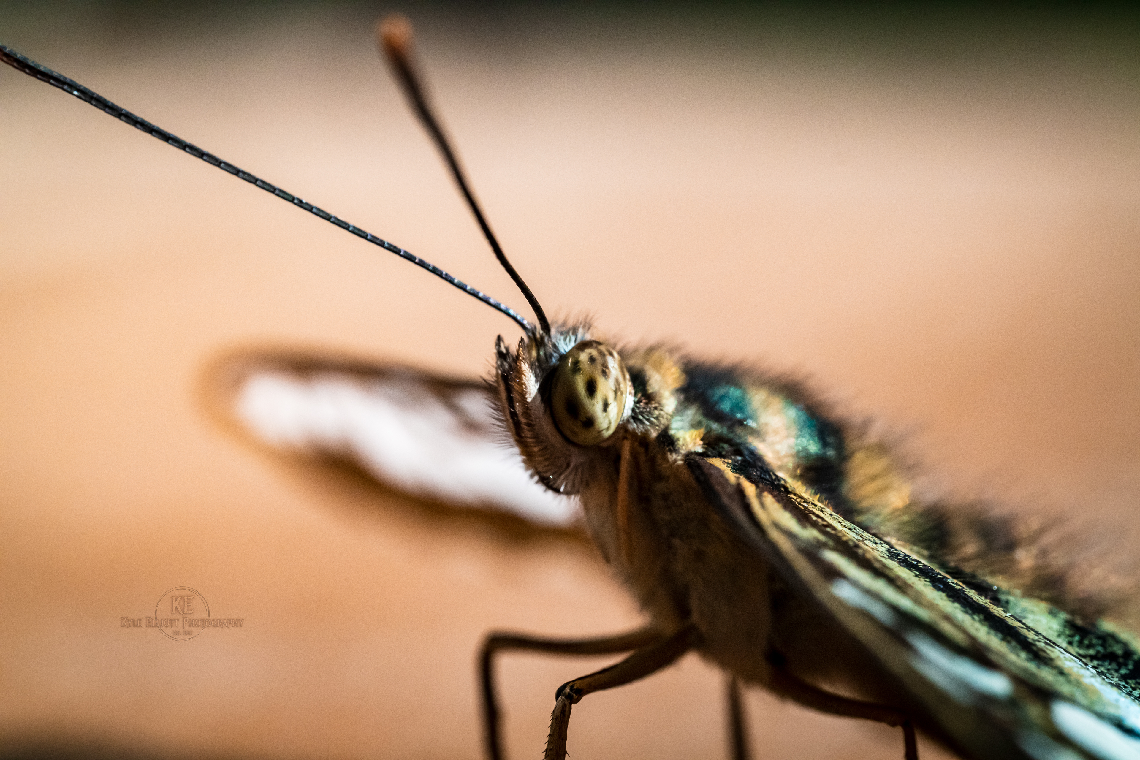 Blue Clipper