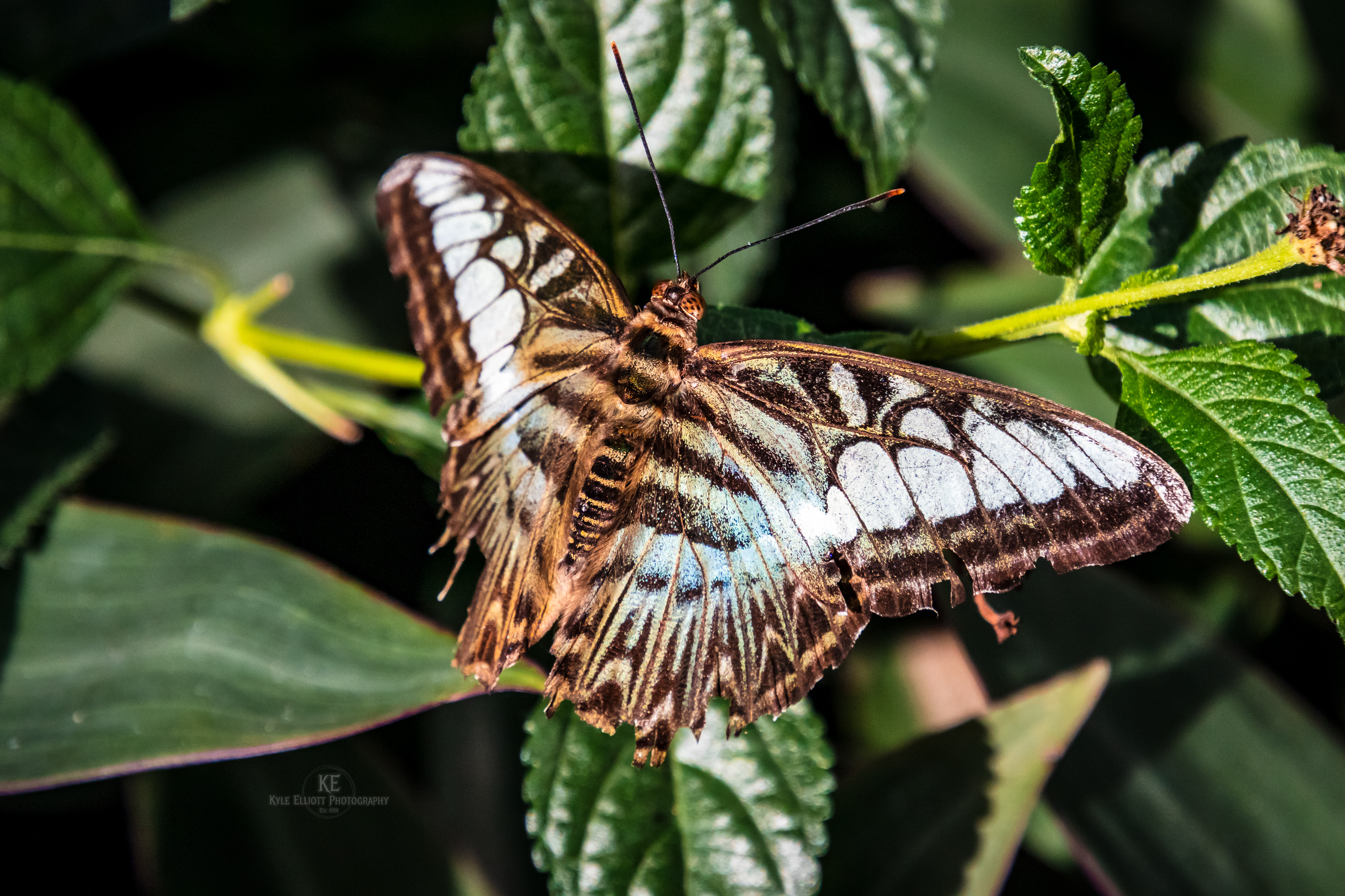 Blue Clipper