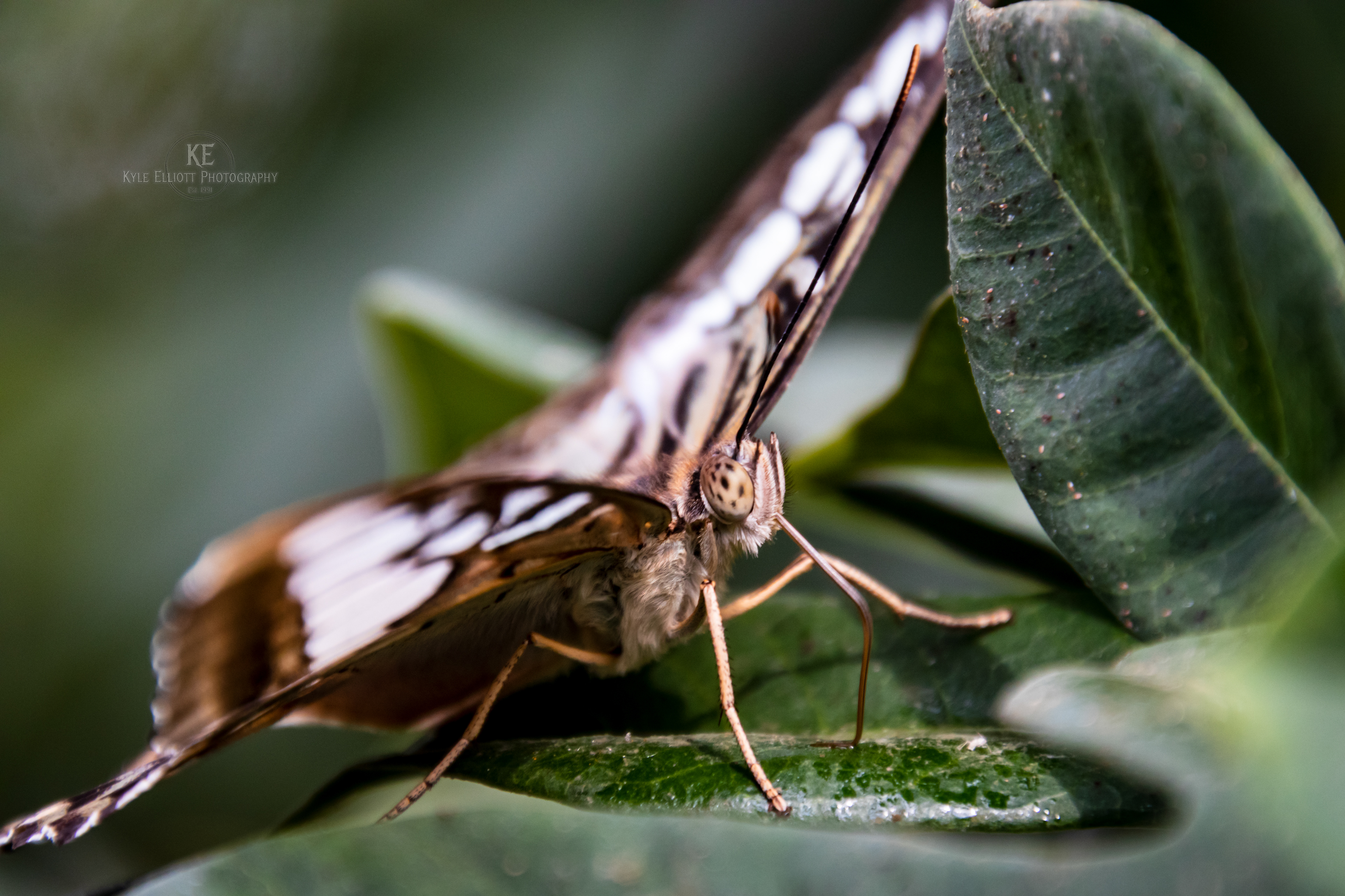 Blue Clipper