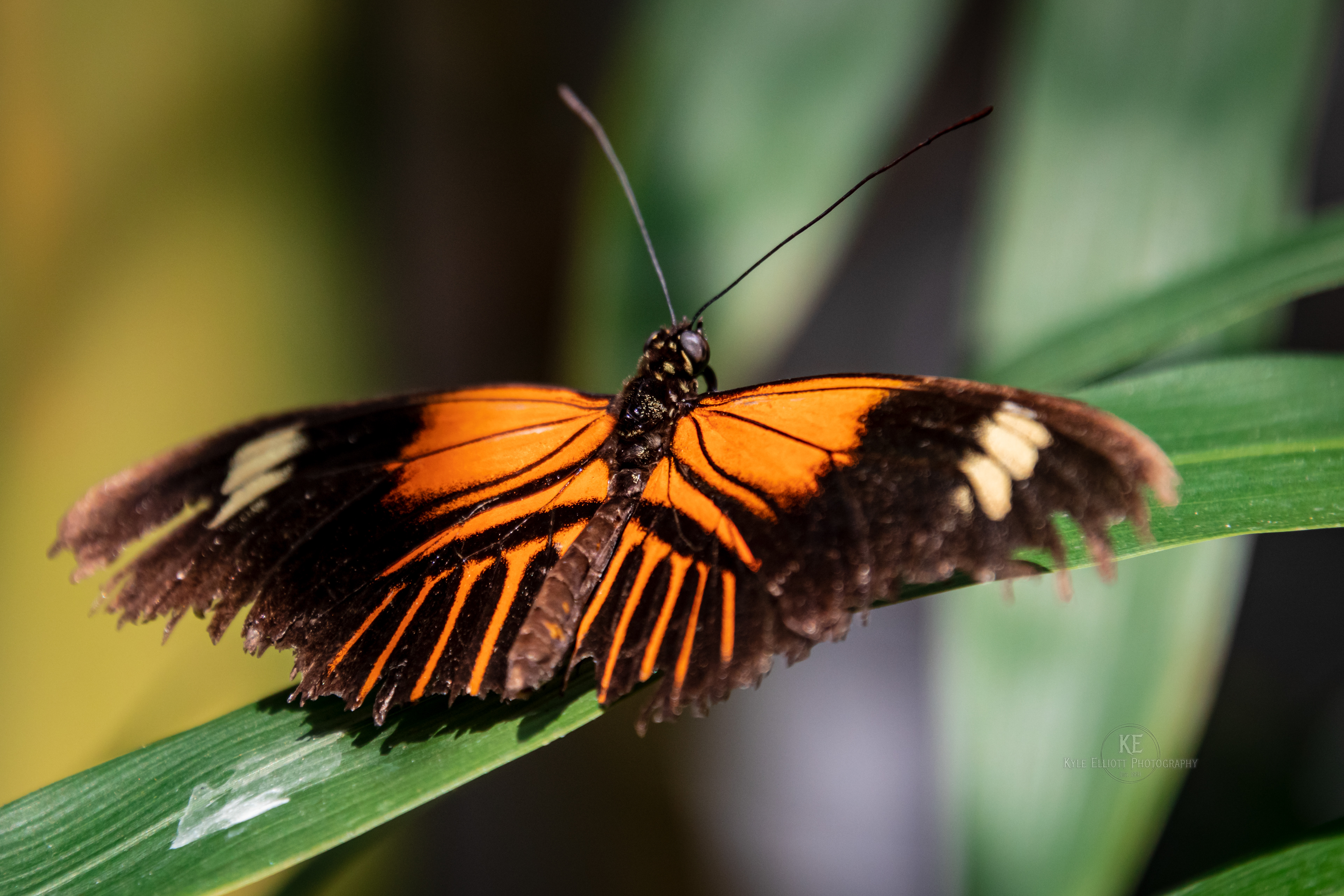 Tiger Longwing