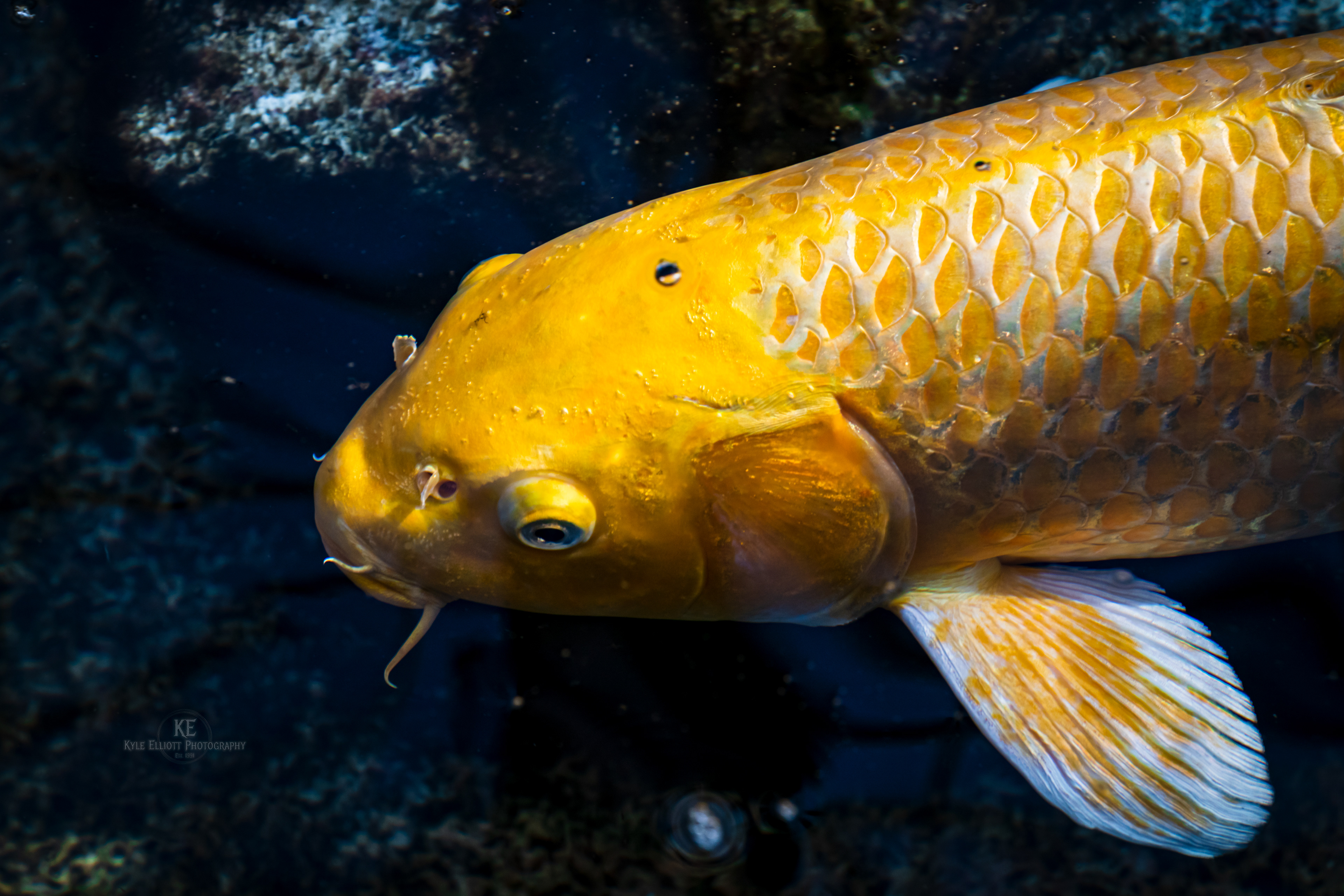 Golden Koi