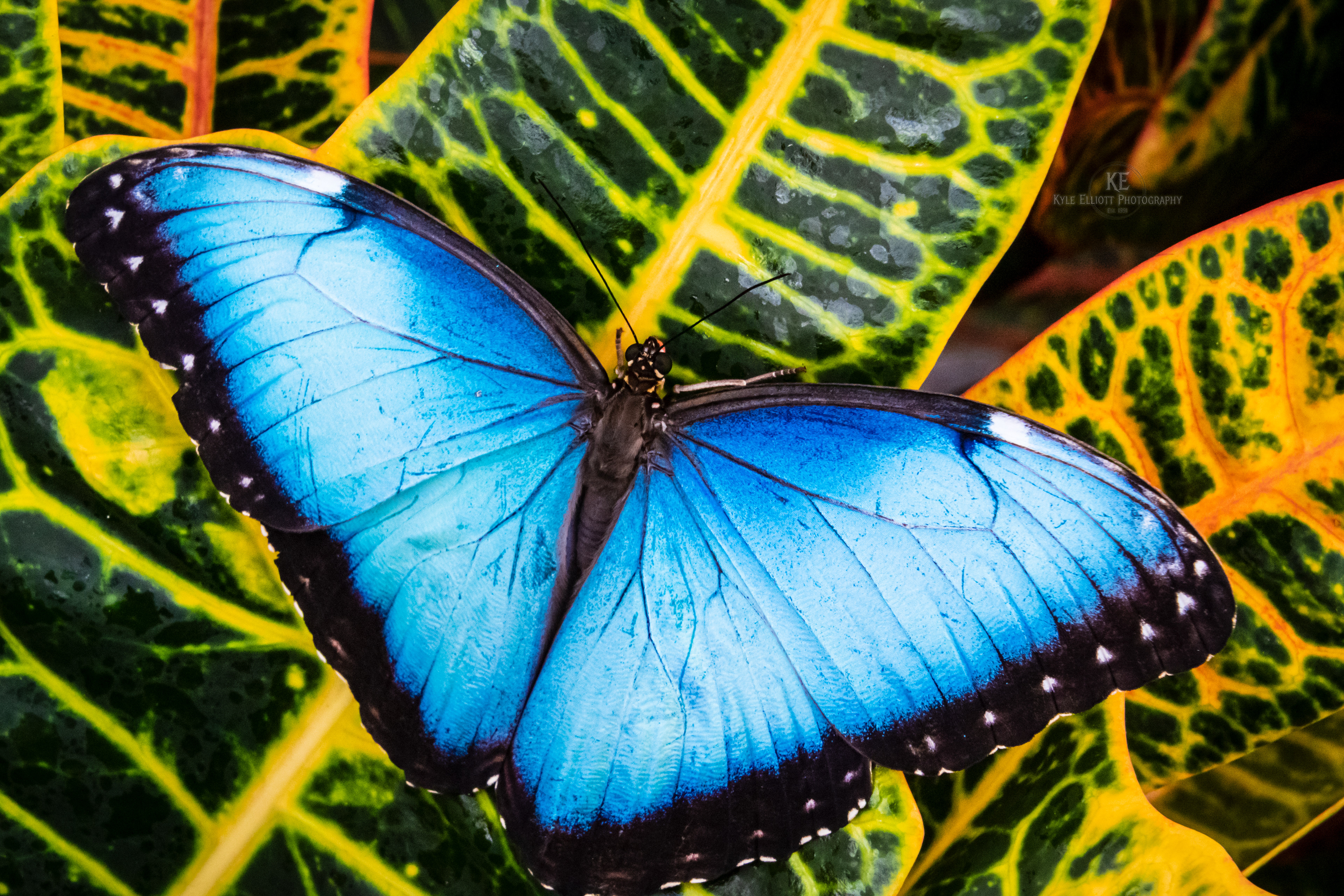 Blue Morpho