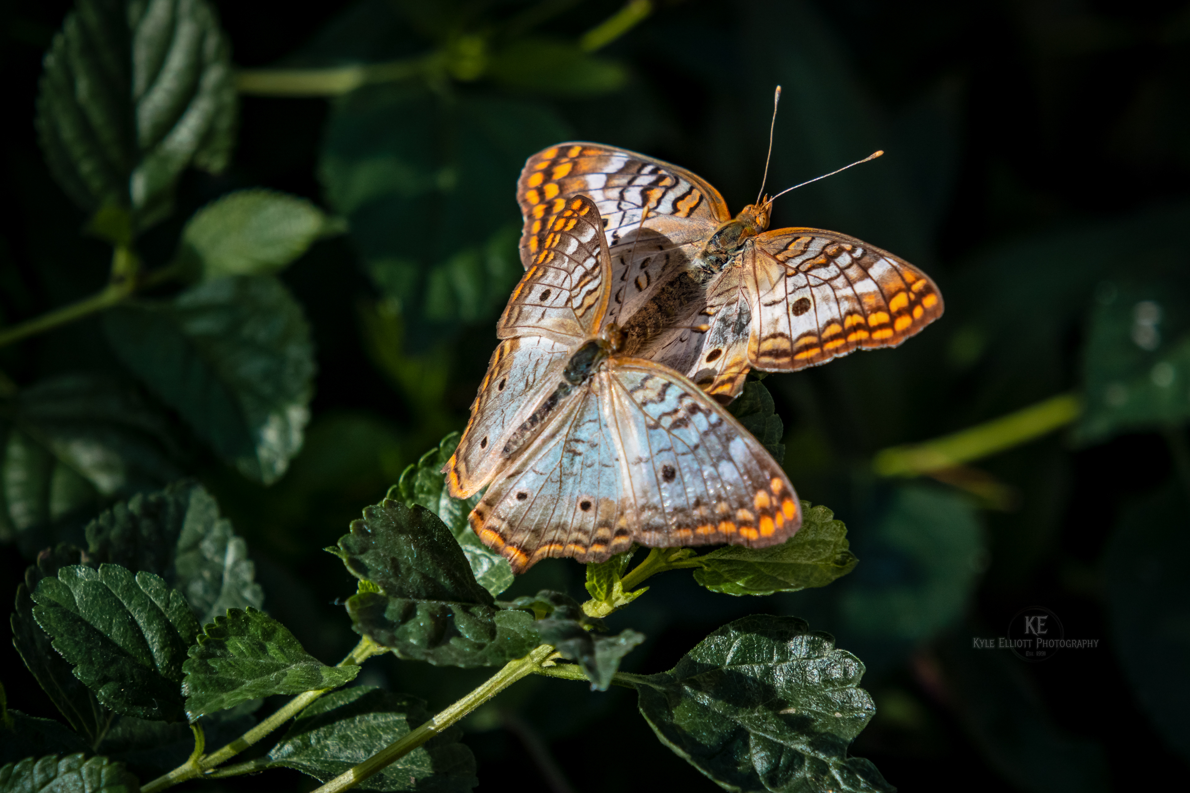White Peacock