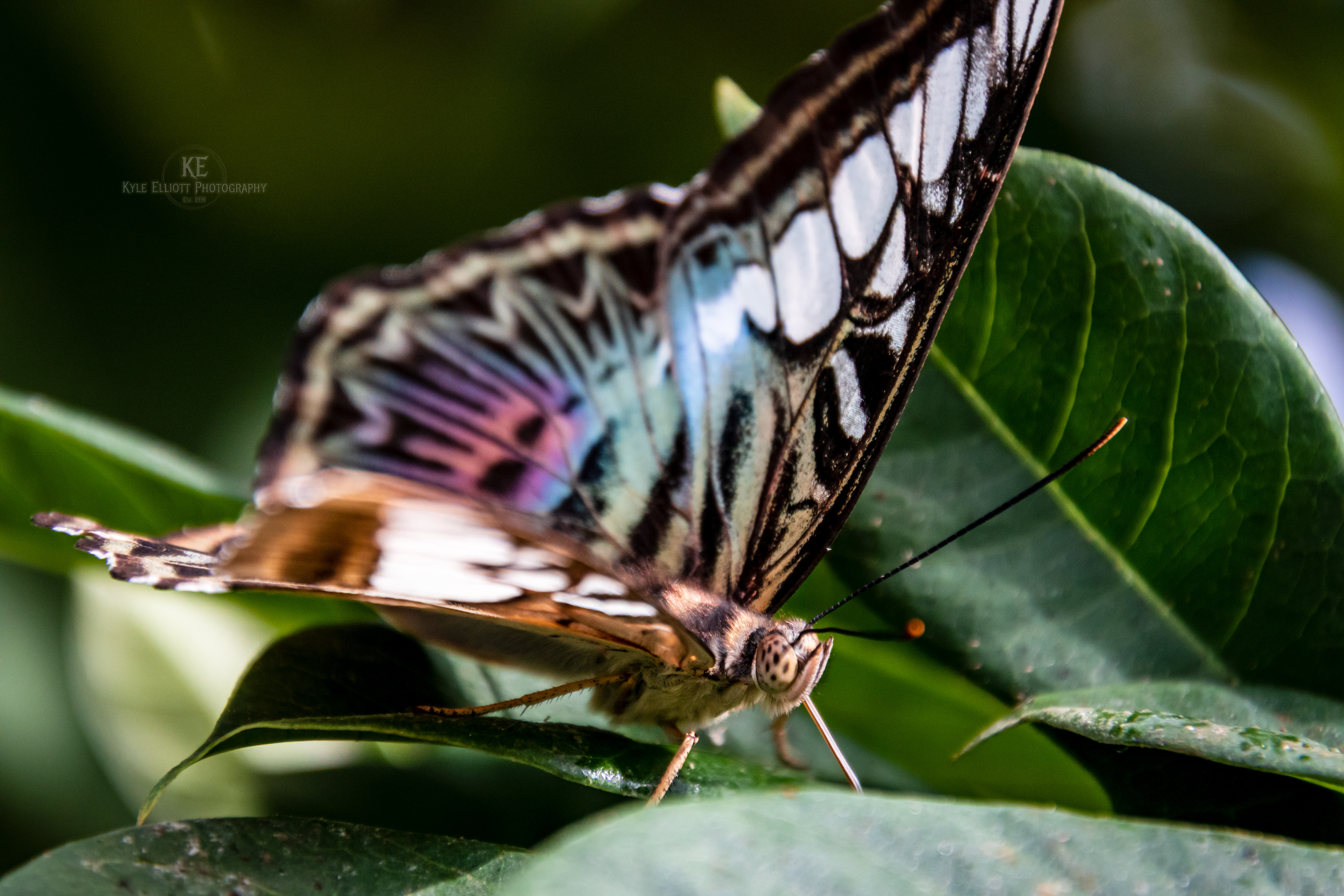 Blue Clipper