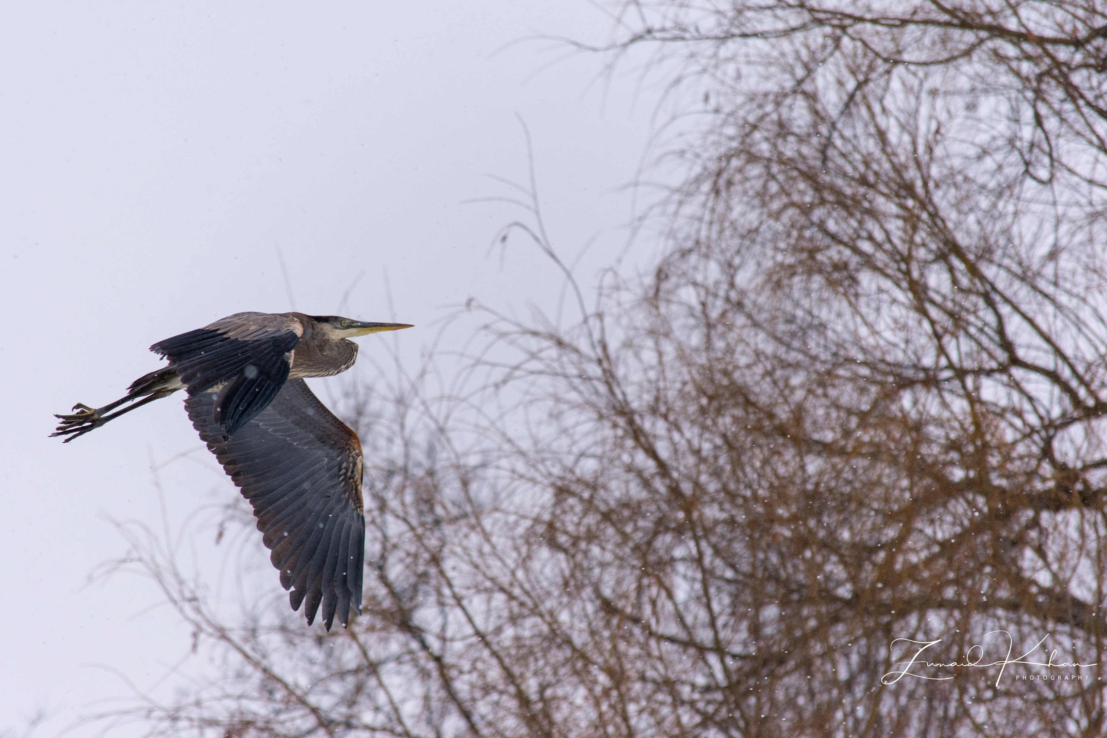 Great Blue Heron - Winter Flight
