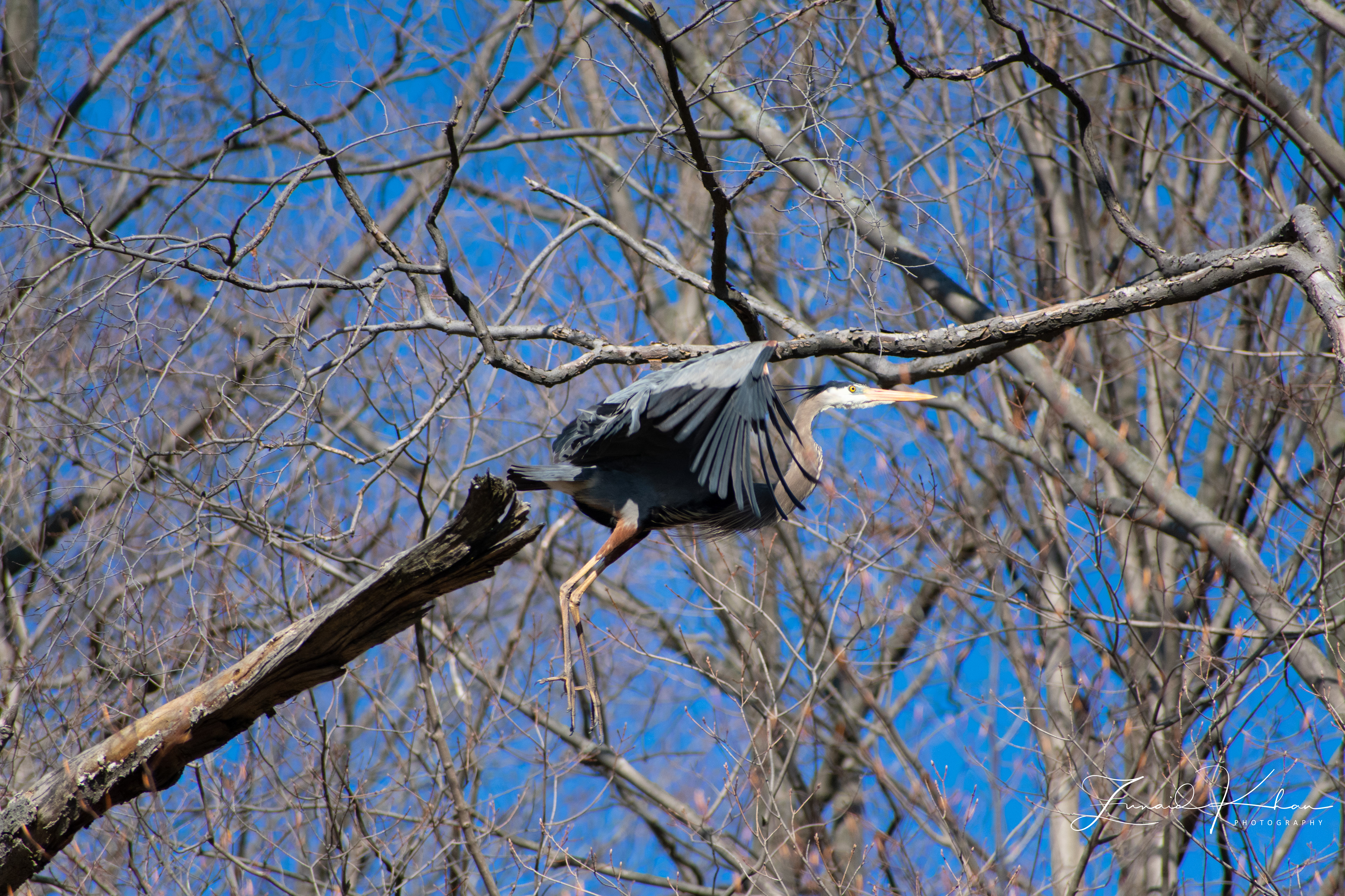 Great Blue Heron - Taking flight