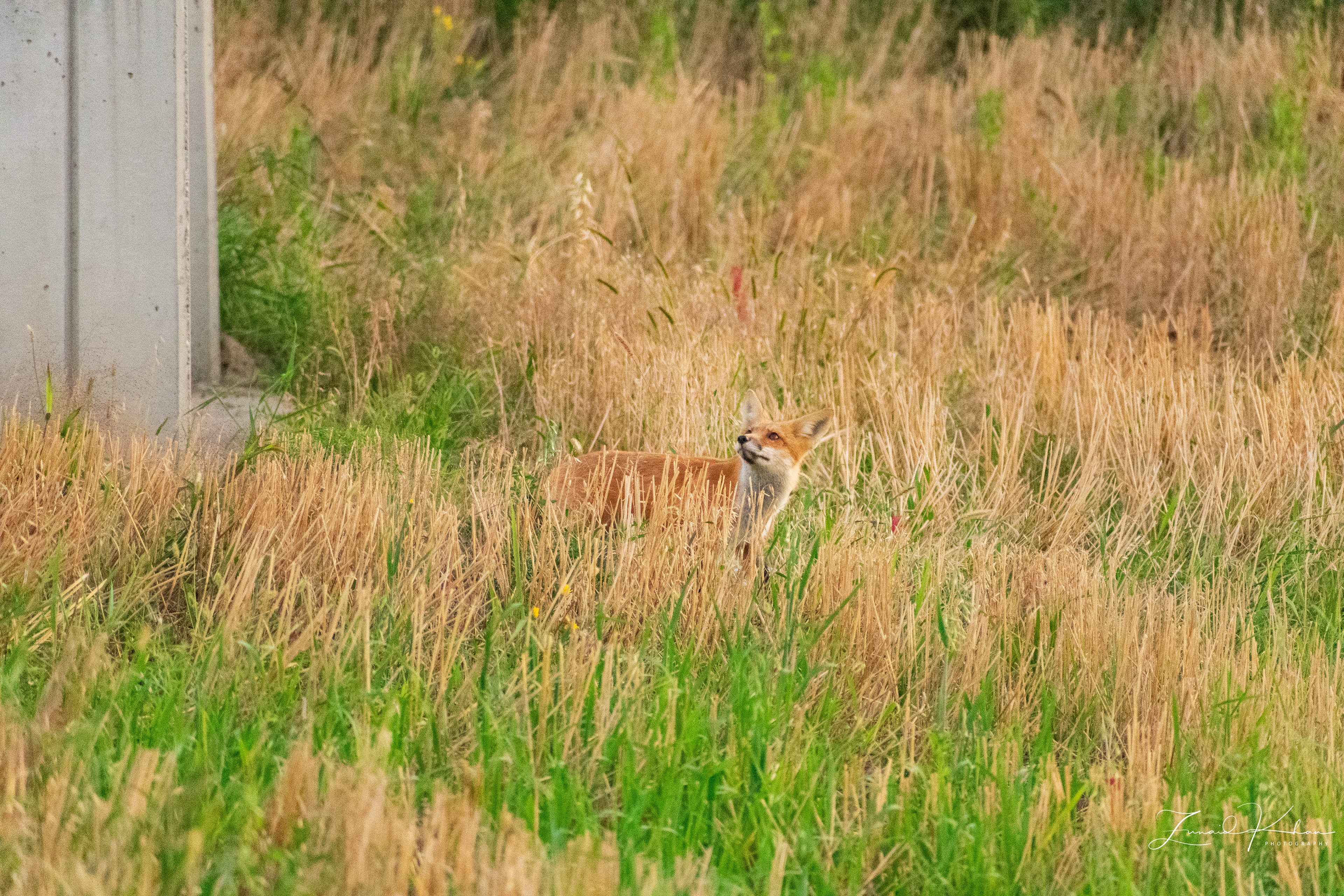 Fox - Looking Up