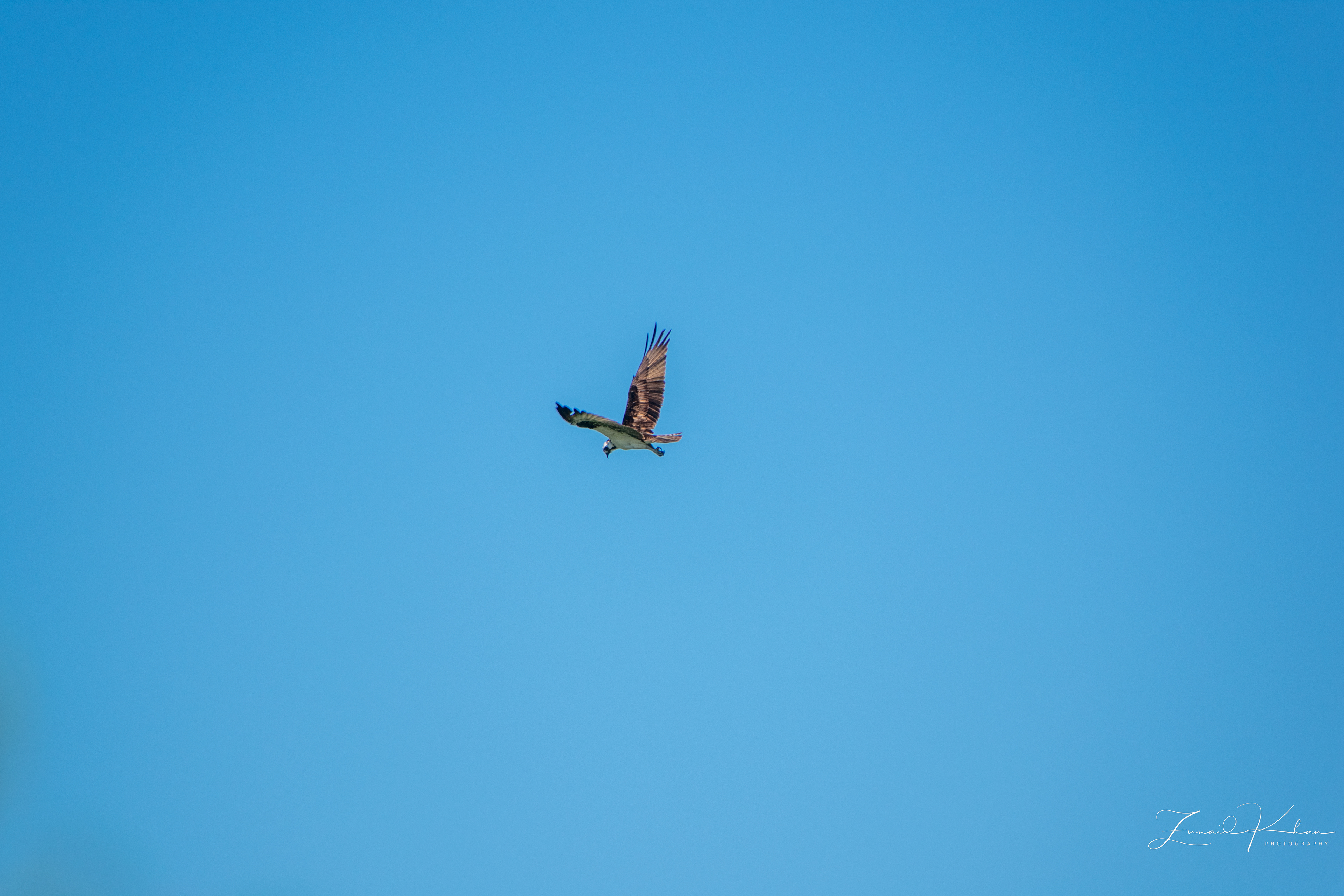 Osprey