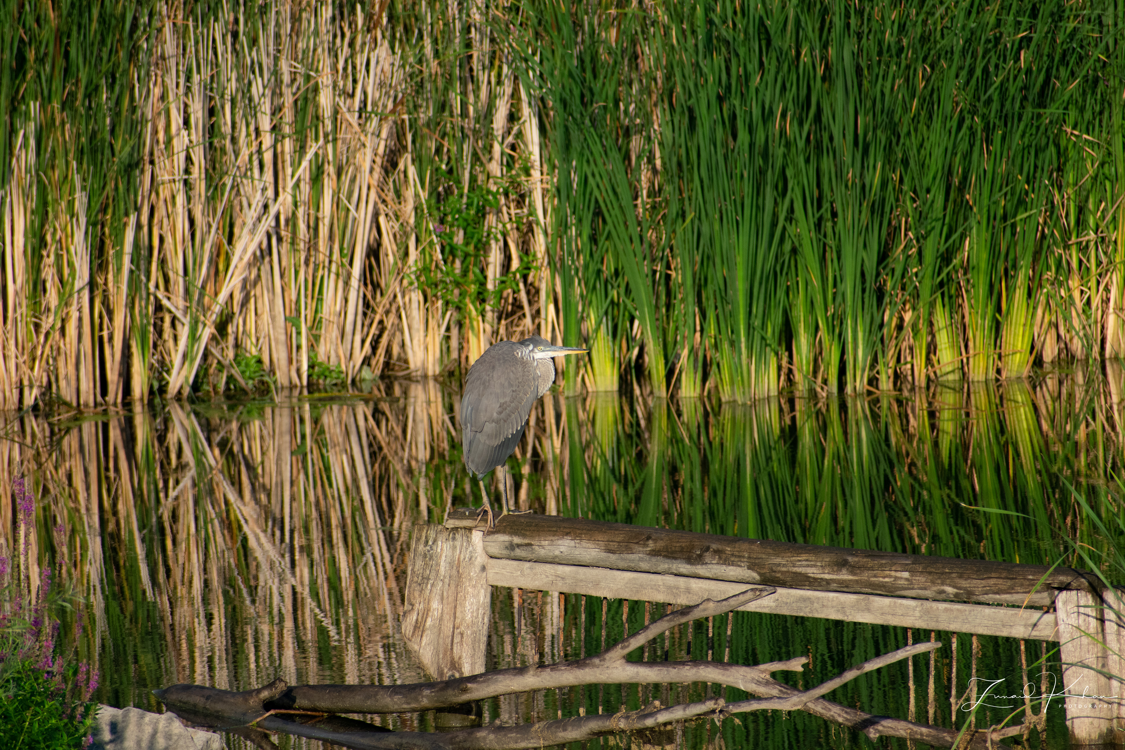 Great Blue Heron - Perched