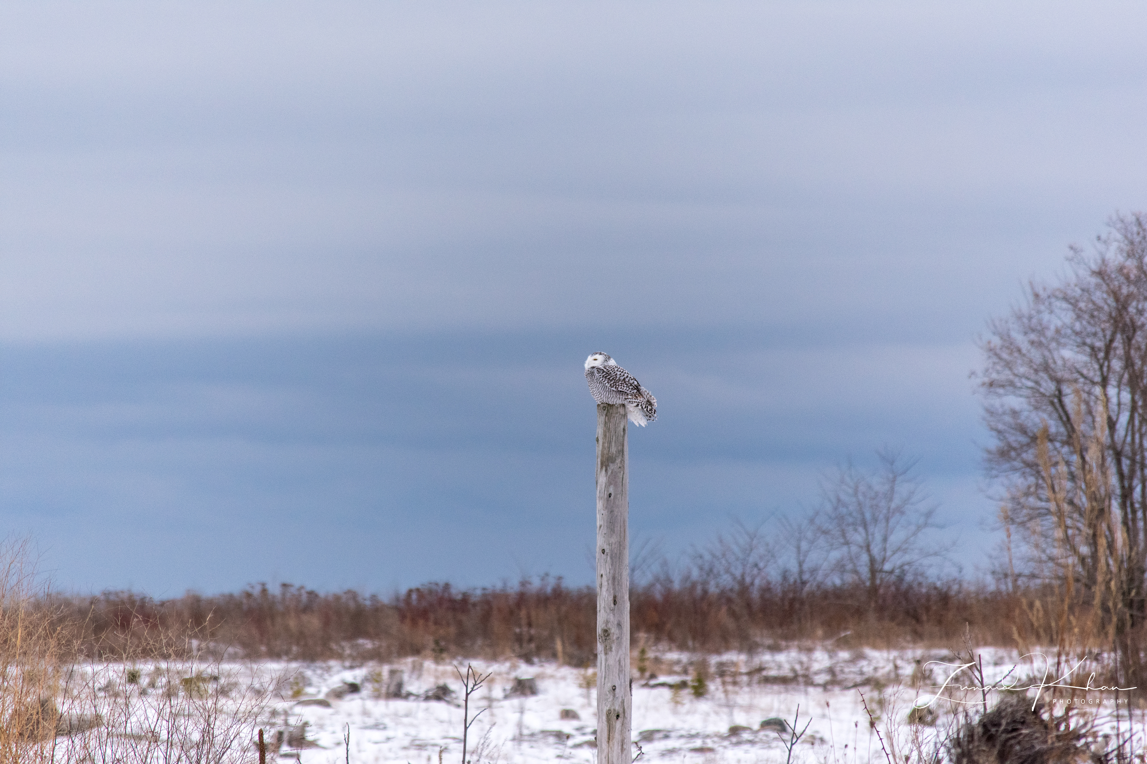 Perched
