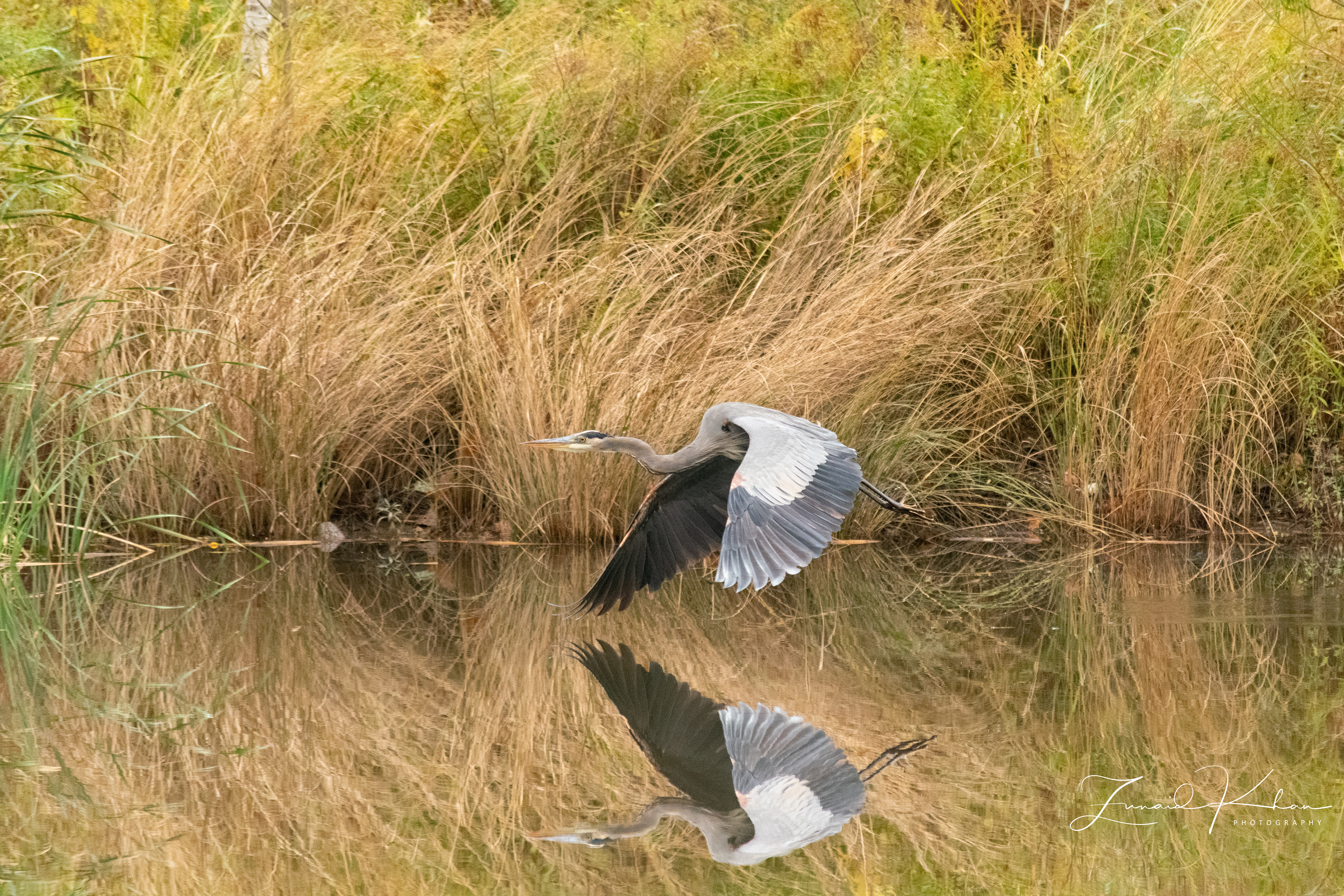 Great Blue Heron - Reflection