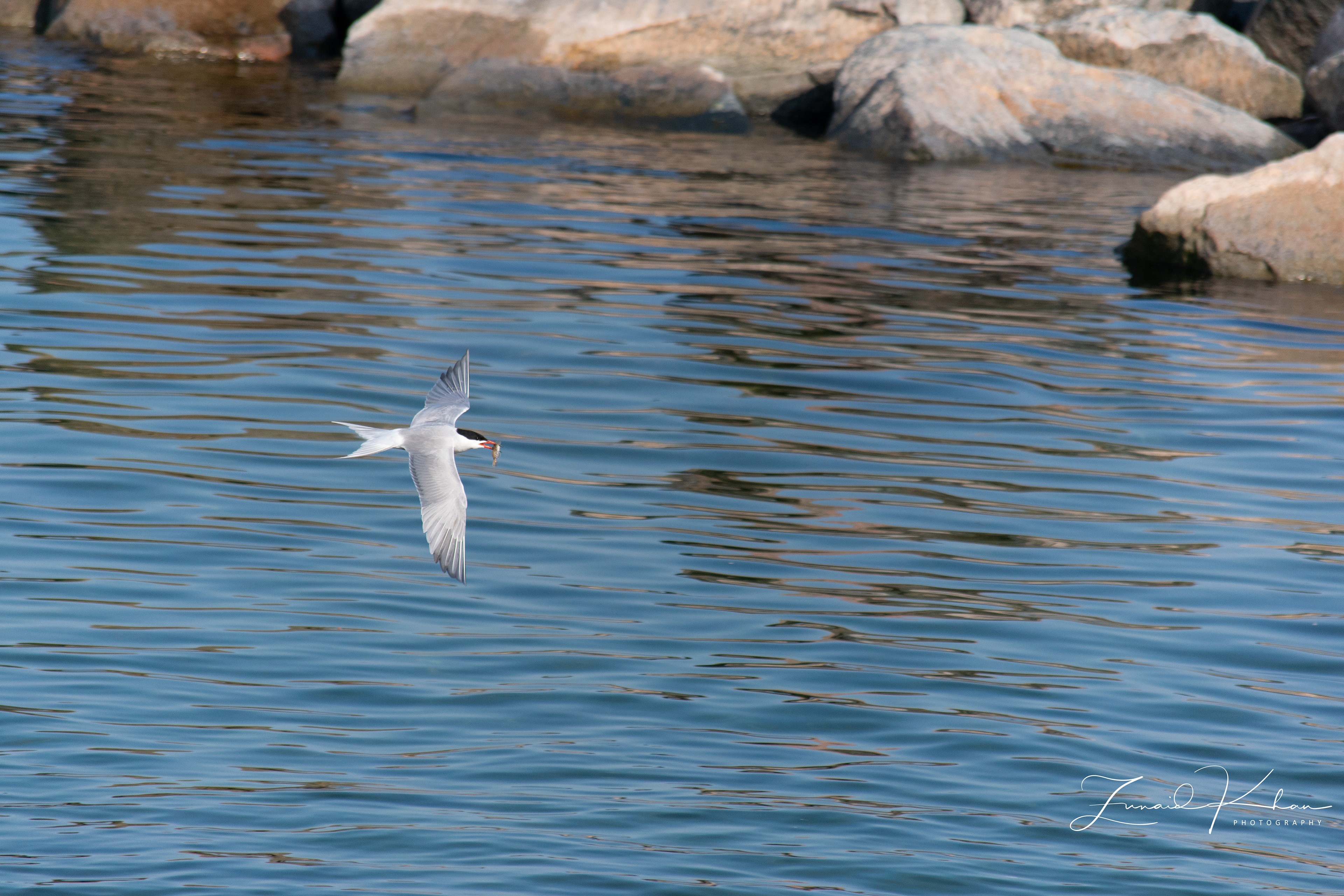Common Tern with catch