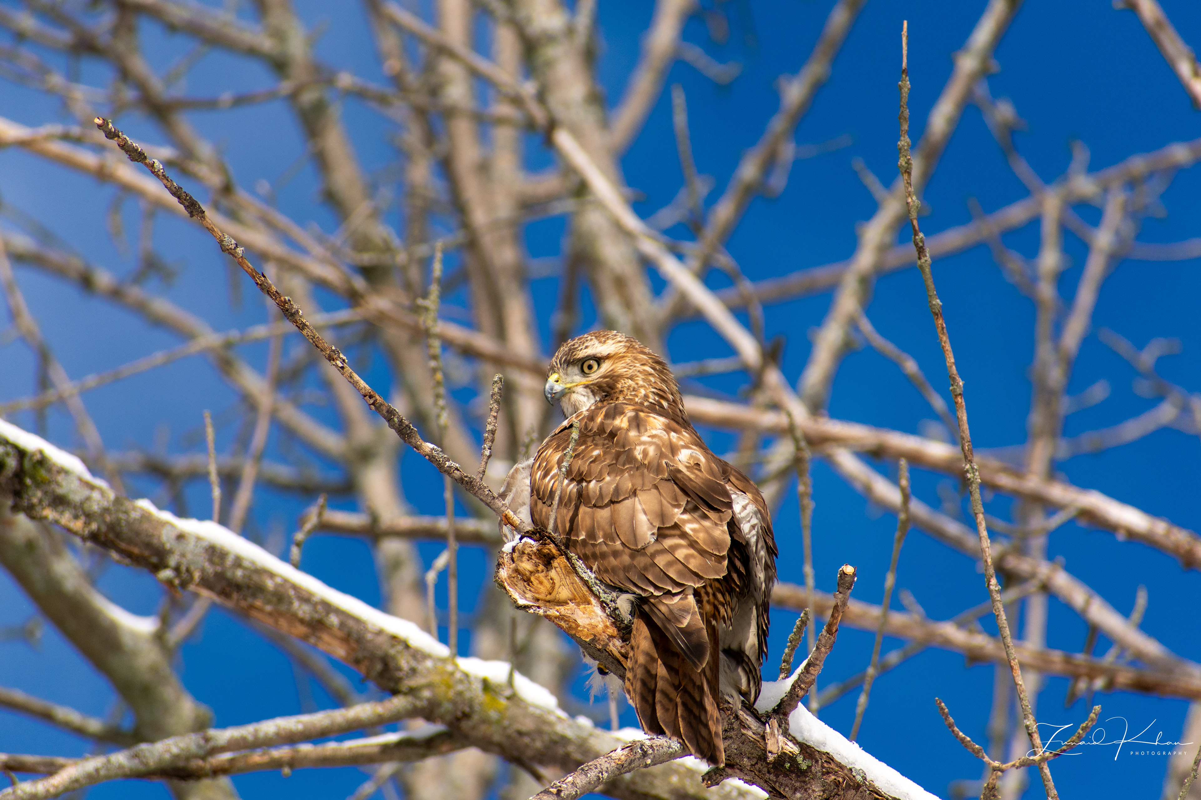 Perch Red-tailed Hawk - Winter