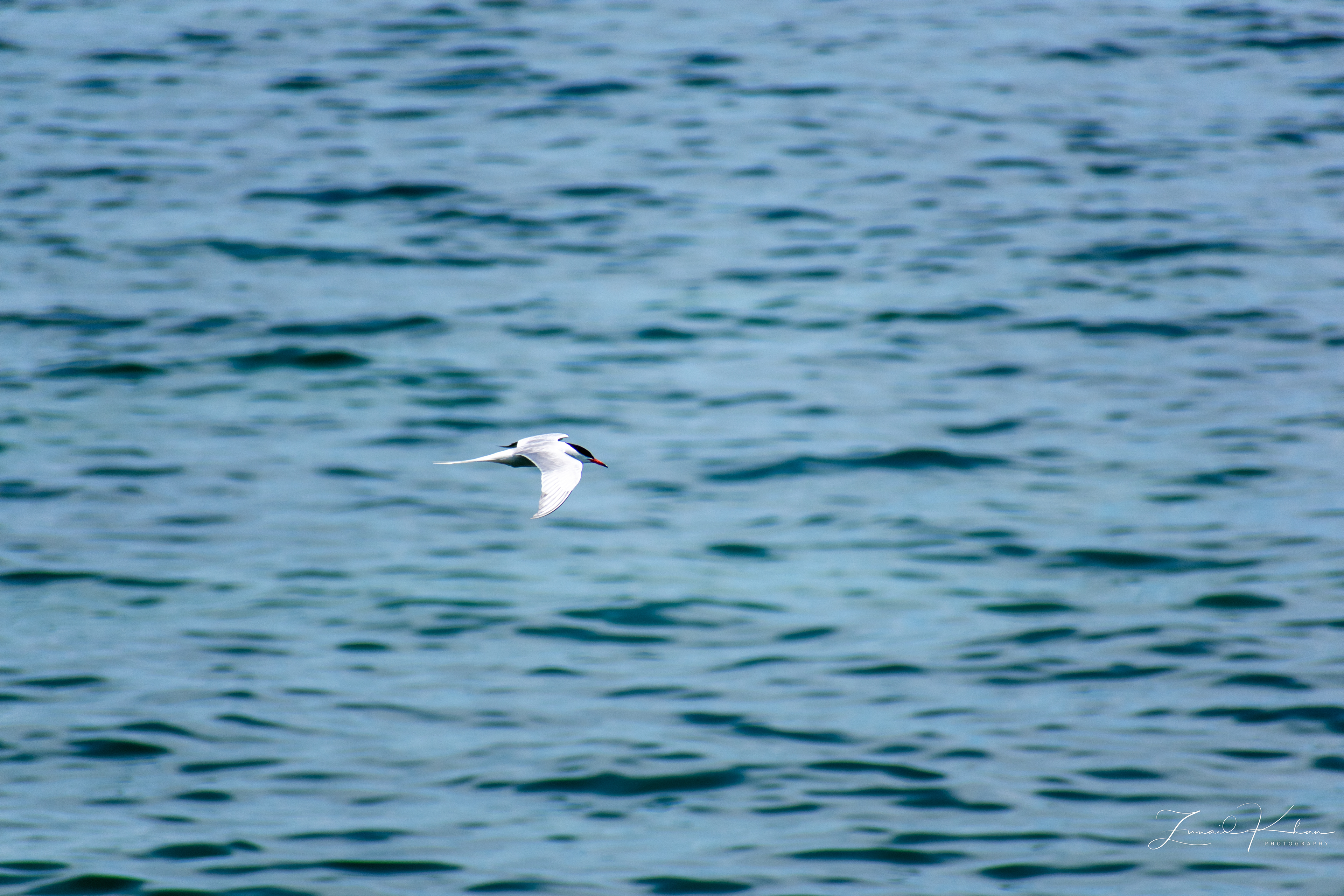 Common Tern