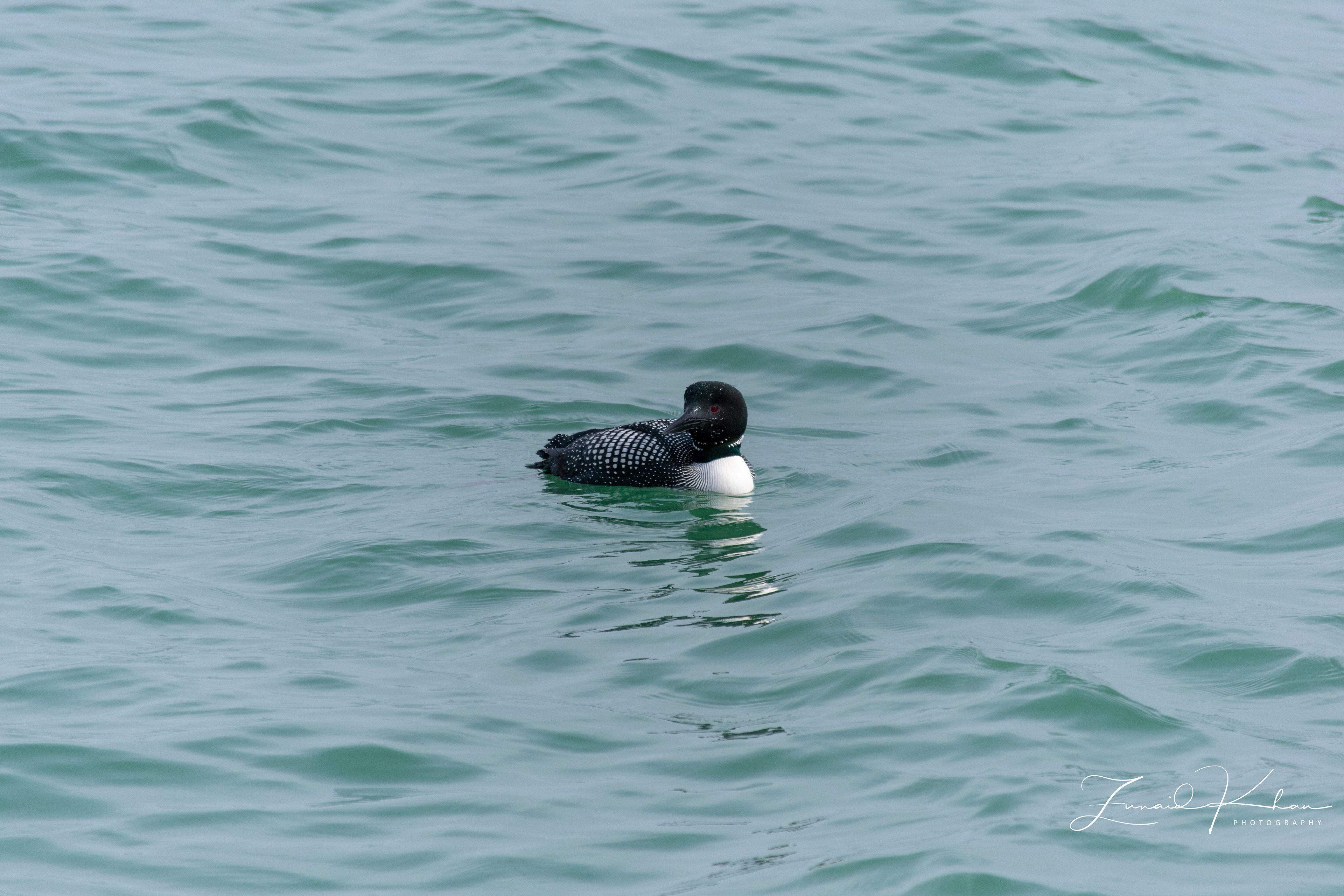 Common Loon - Stormy Day