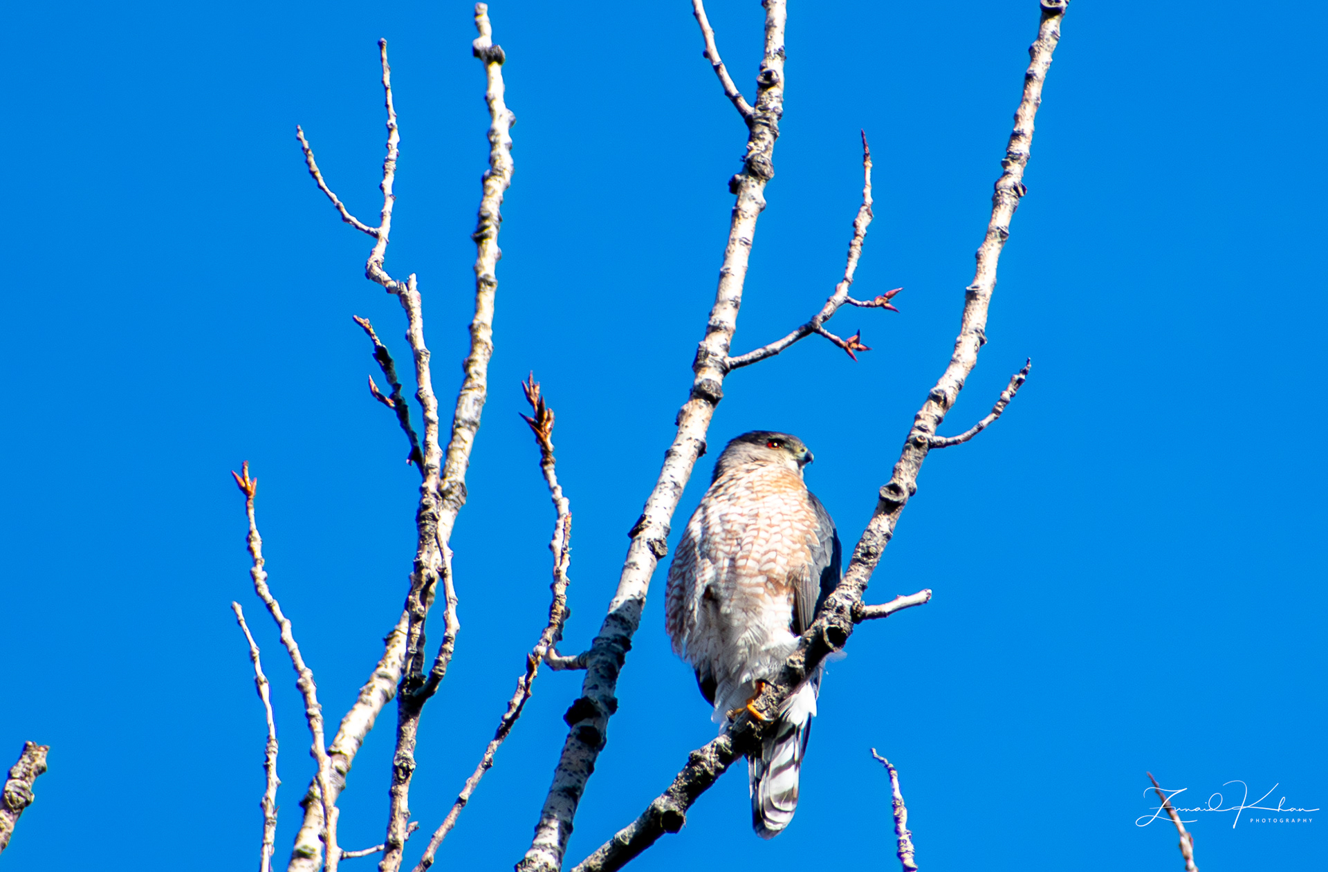 Cooper's Hawk - cropped to zoom.