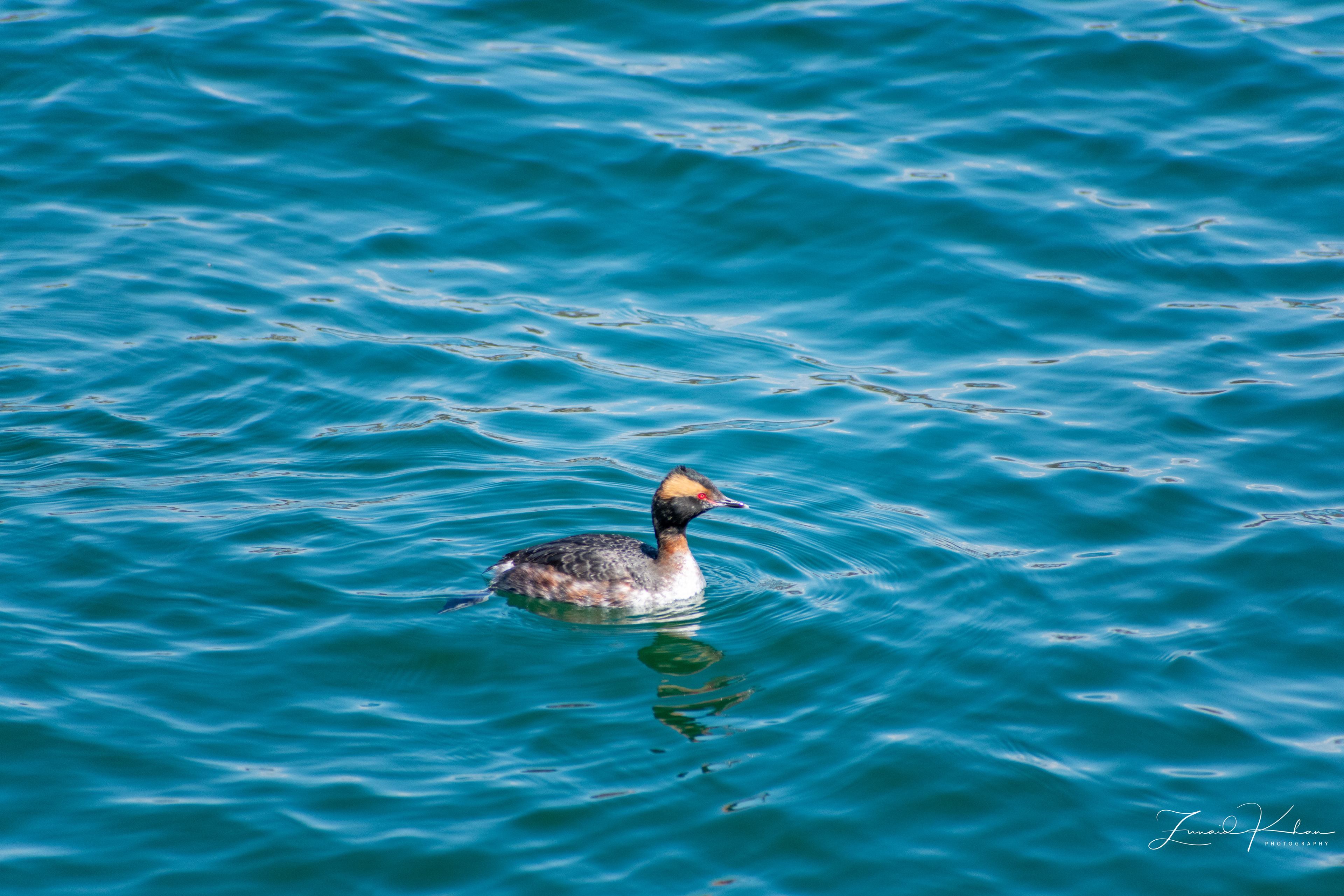 Horned Grebe