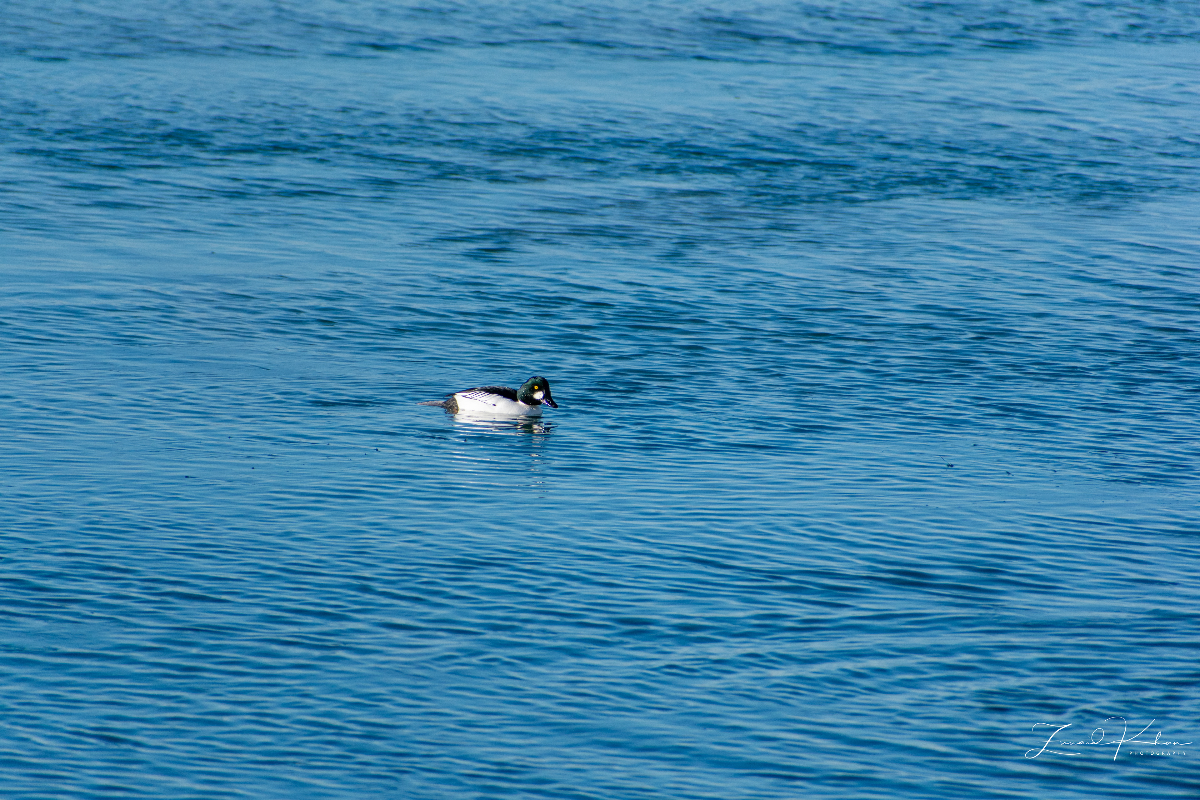 Male Goldeneye duck